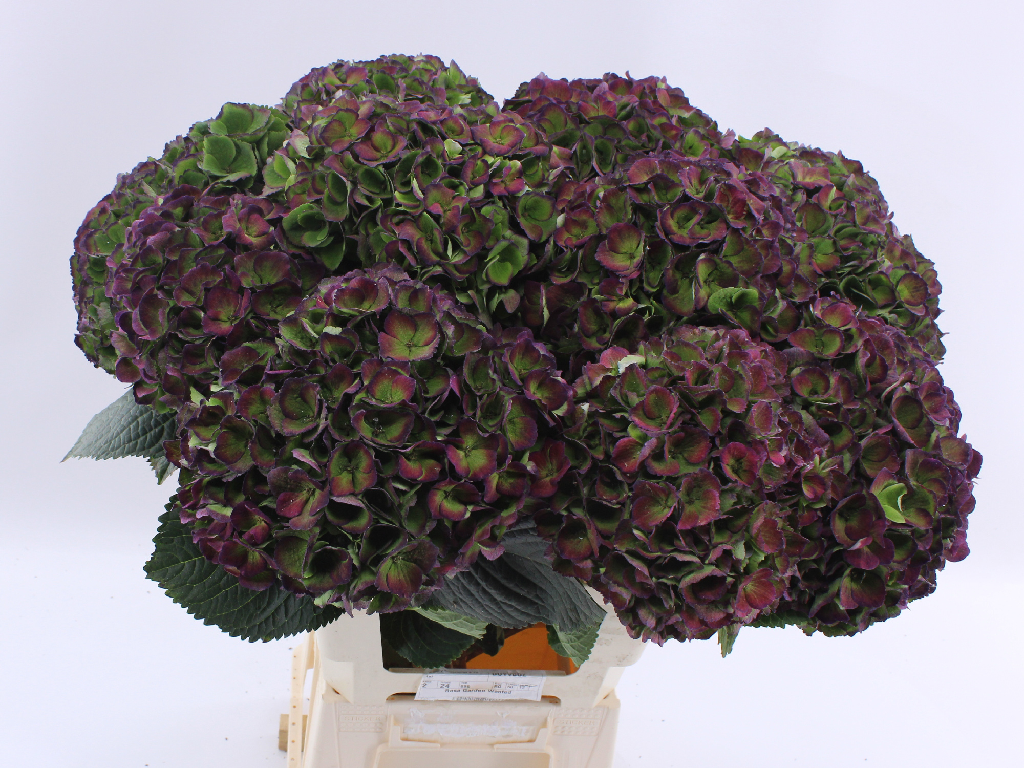 Гортензия Мэджикал Опал Классик 70, шт.