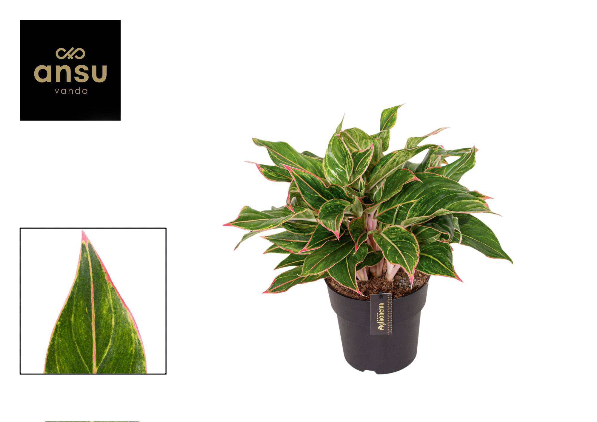 Aglaonema Jungle Light, D 19 cm