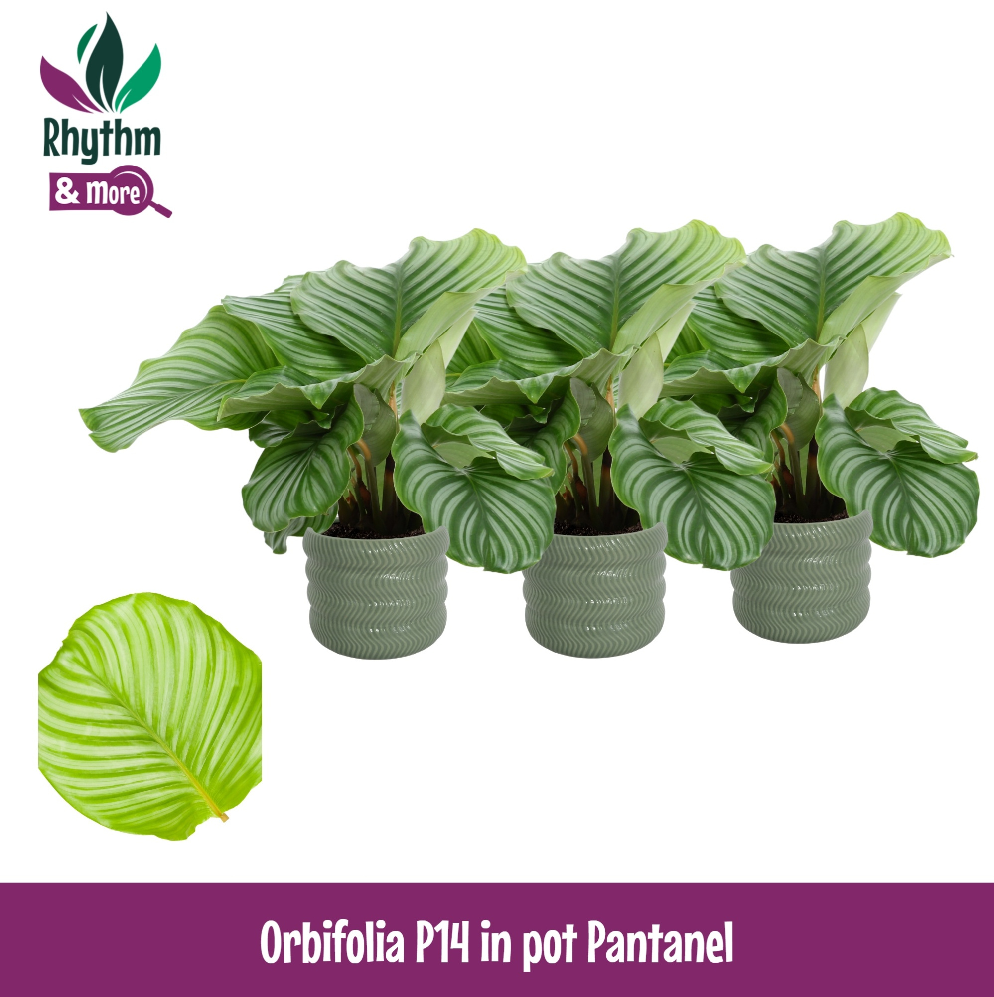 Calathea 14cm Orbifolia in Pantanel Keramiek - Rhythm & More, D 14