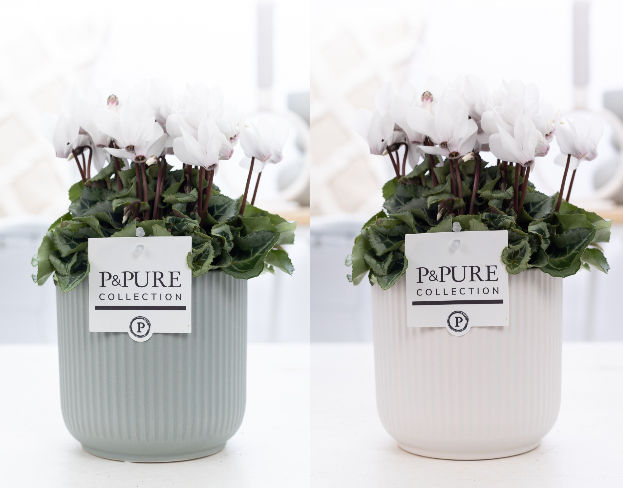 Cyclamen SS Picasso Wit in Sophie Ceramics Pure, D 15 cm