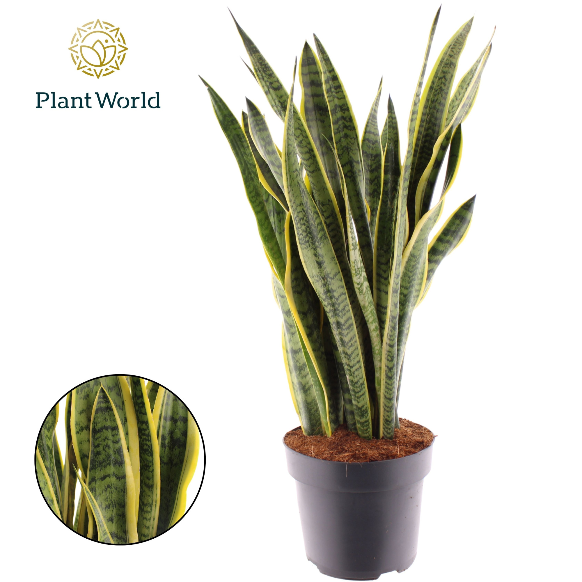 Sansevieria Laurentii, D 24 cm