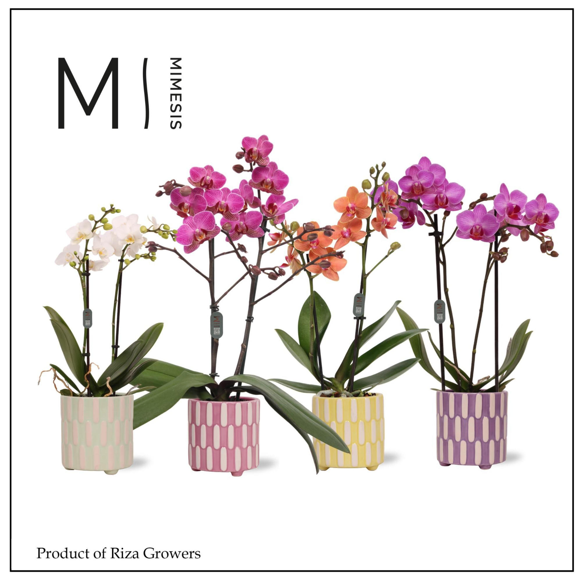 Phalaenopsis Mix 2 spike – 9cm in Jolie | Mimesis, D 9