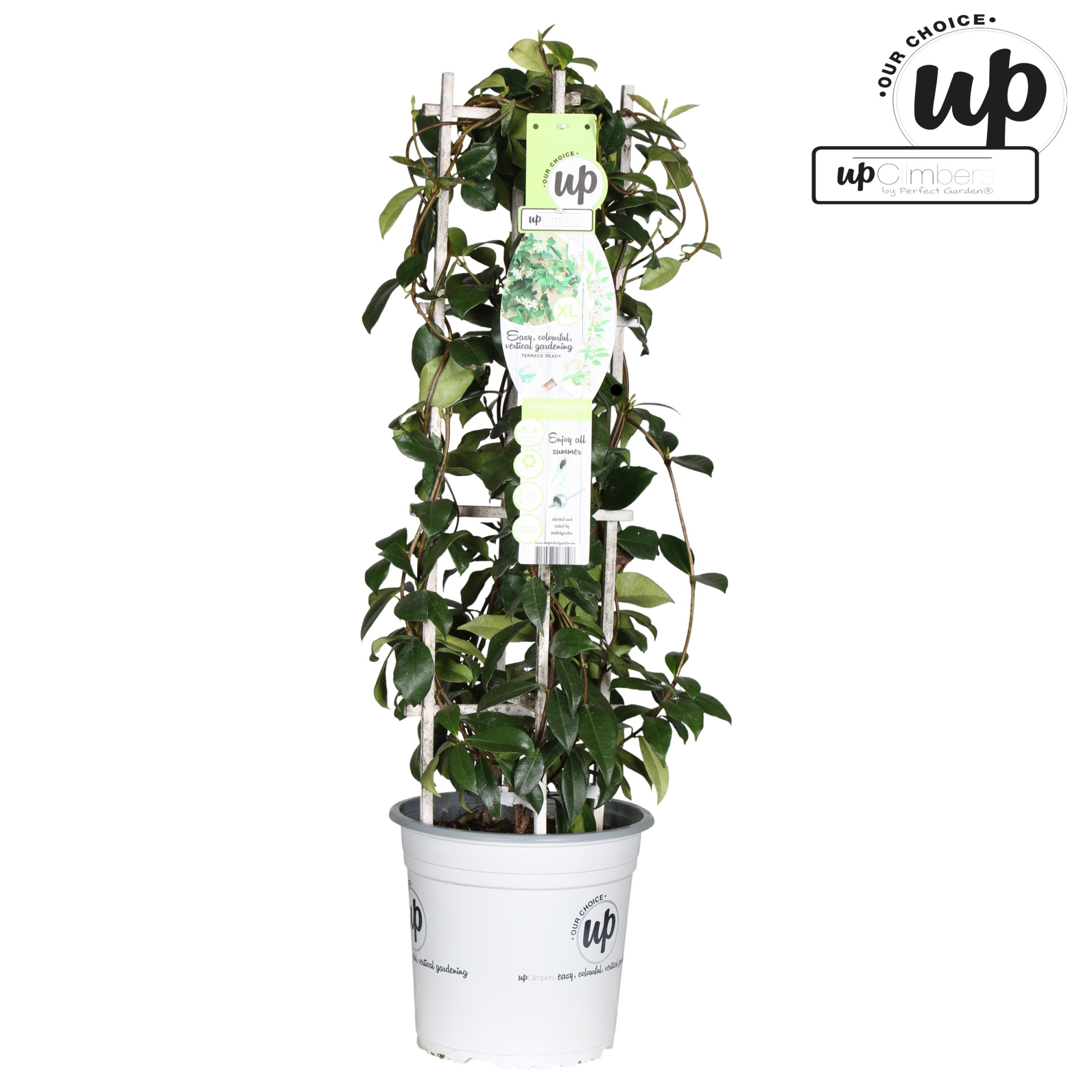 Trachelospermum Star of Venice P23, D 23 cm