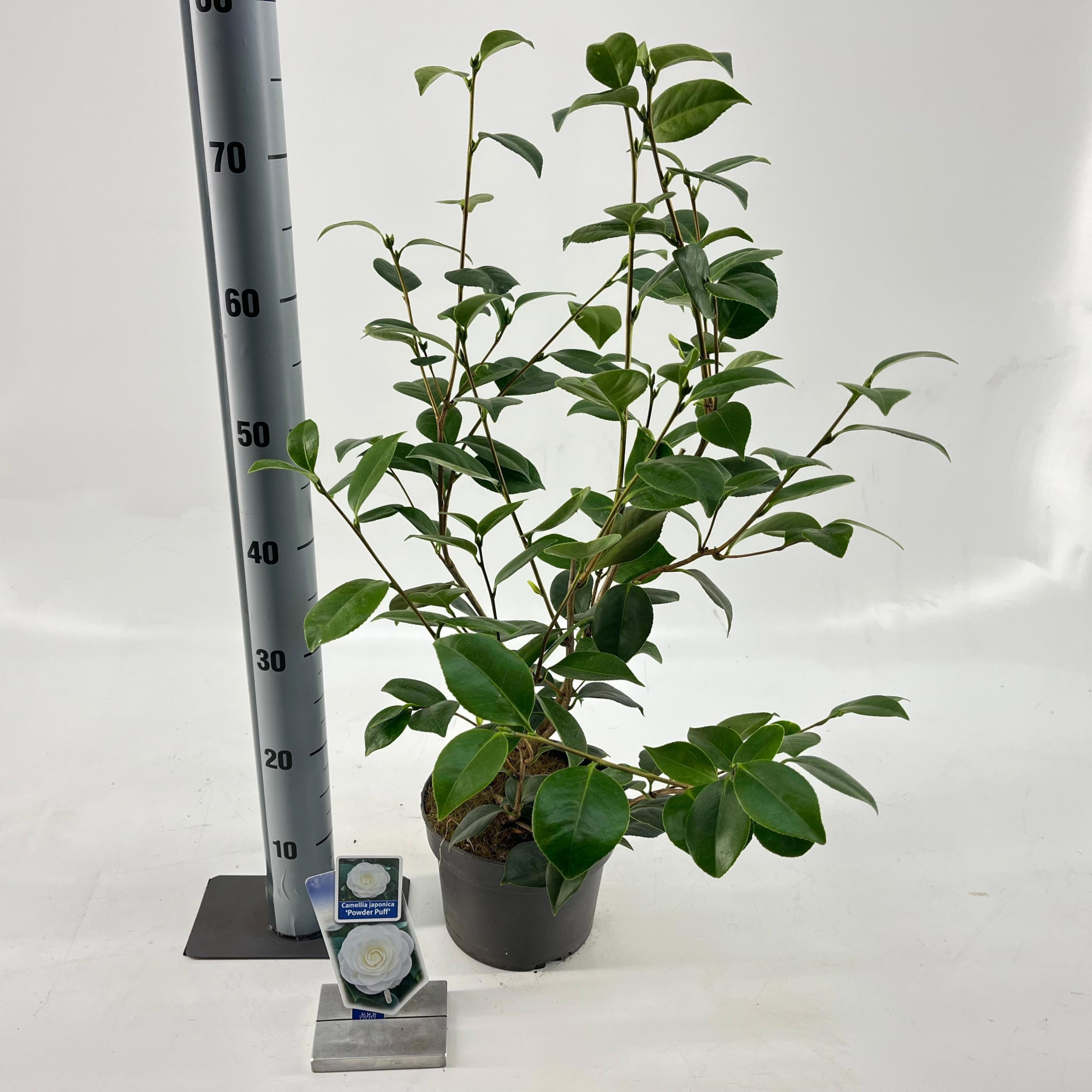Camellia japonica 'Powder Puff', D 19 cm