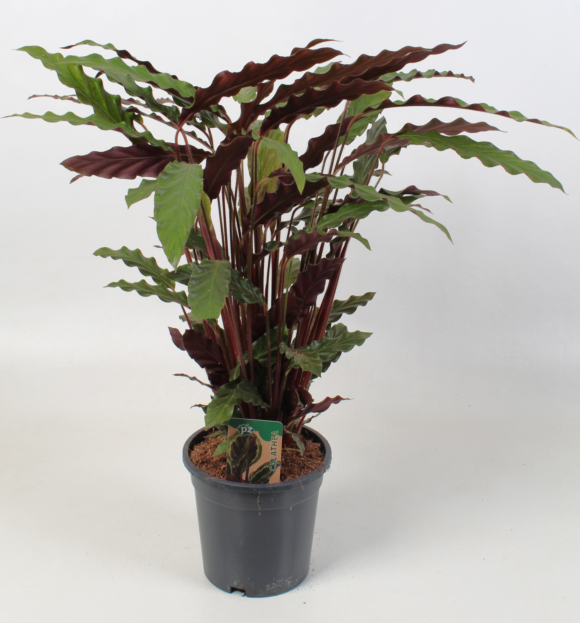 Calathea Rufibarbara 21 cm, D 21 cm