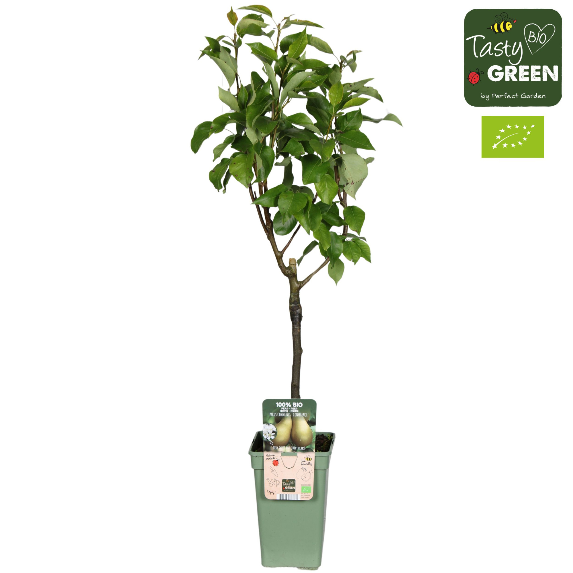 Pyrus communis 'Conference' Bio P19, D 19 cm