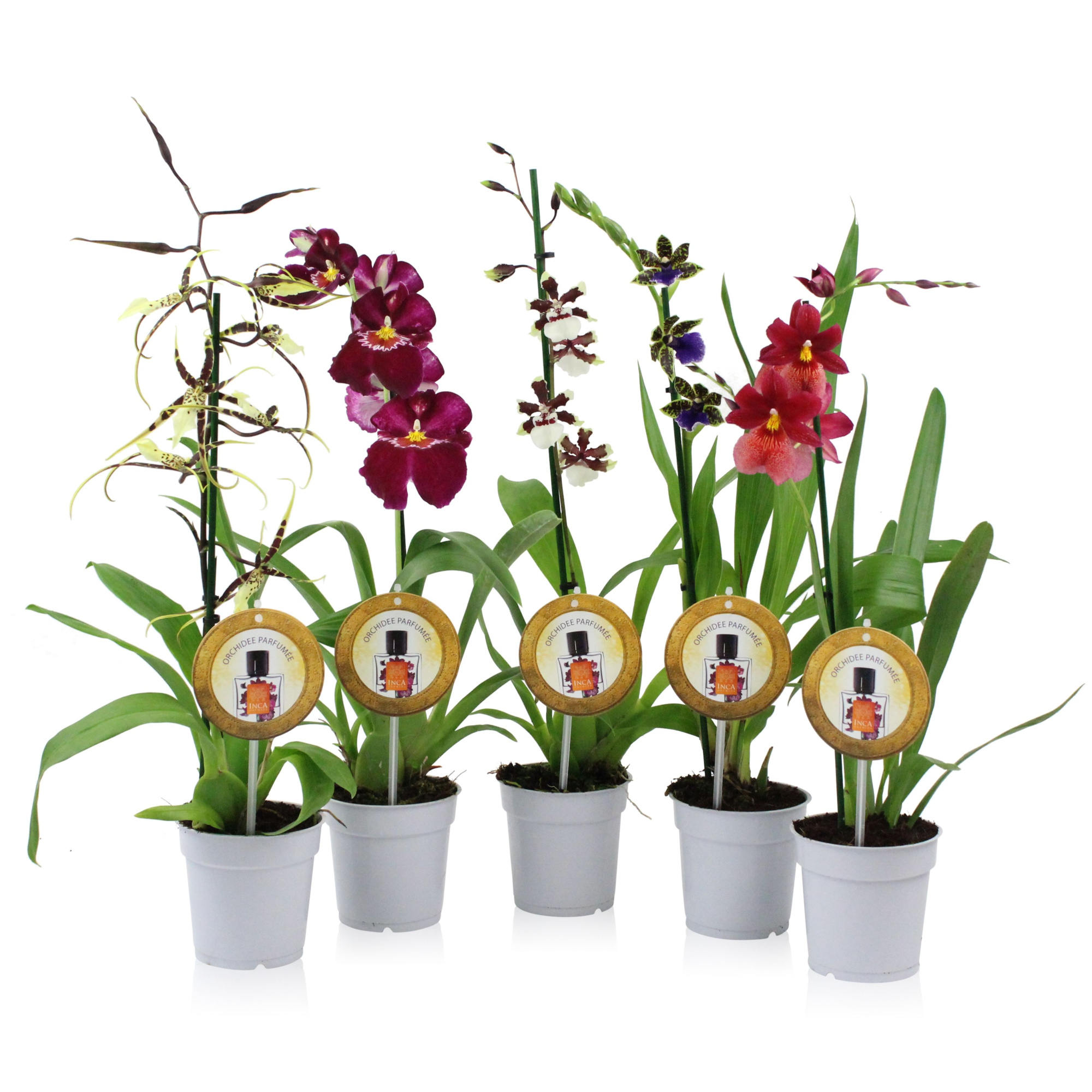 Inca Parfumee mix 1 spike, D 12 cm