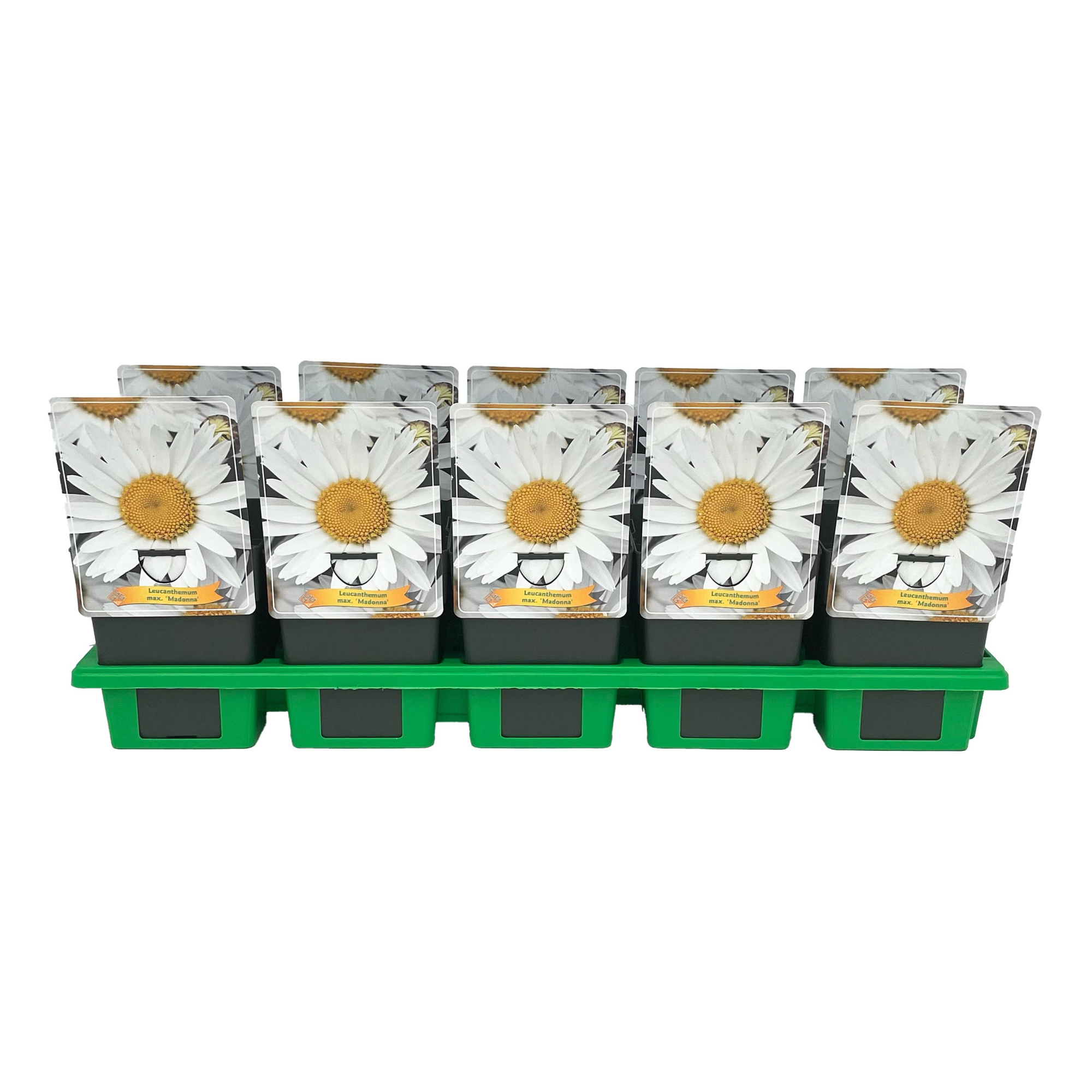 Leucanthemum max. 'Madonna' P11, D 11 cm