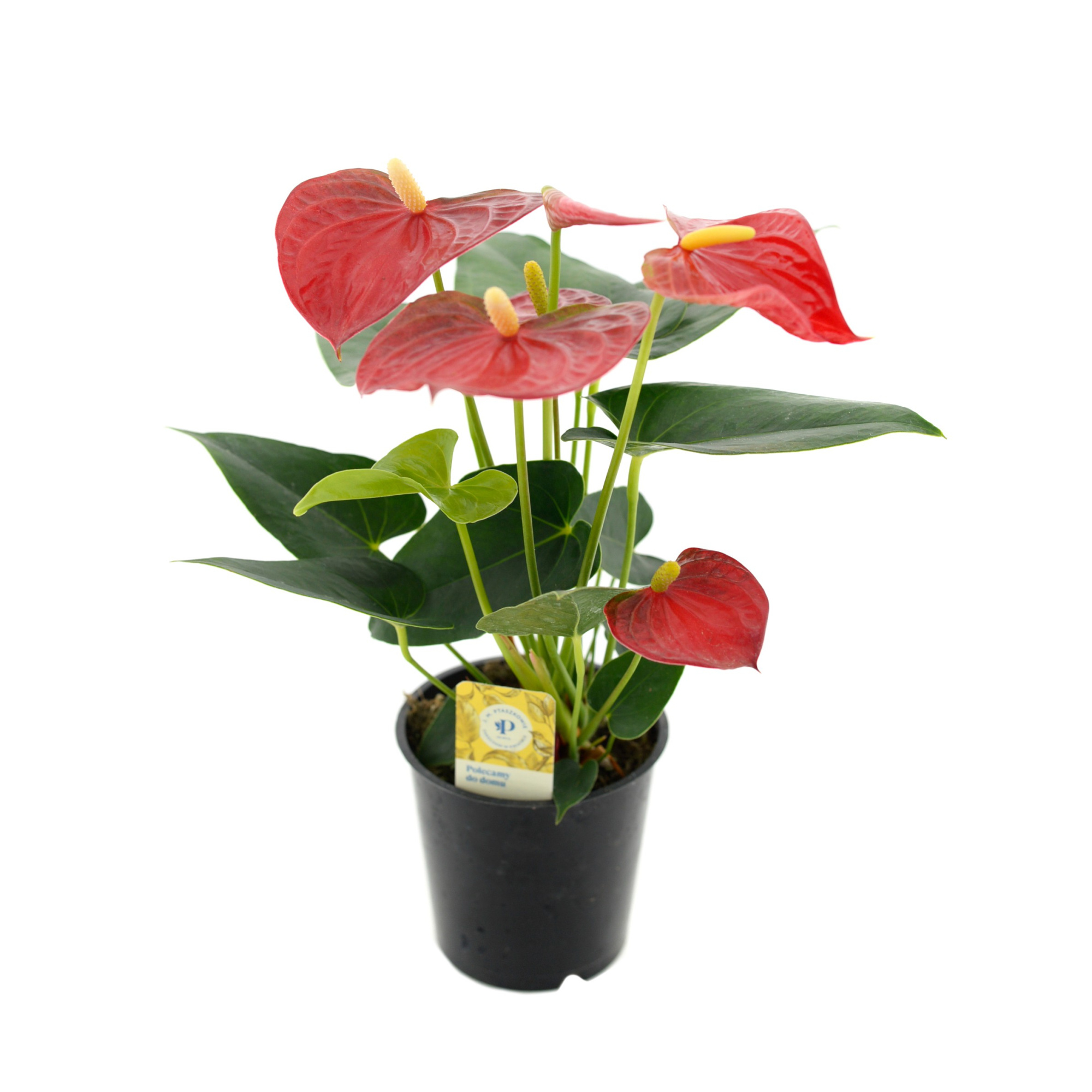 Anthurium Bambino Red, D 12