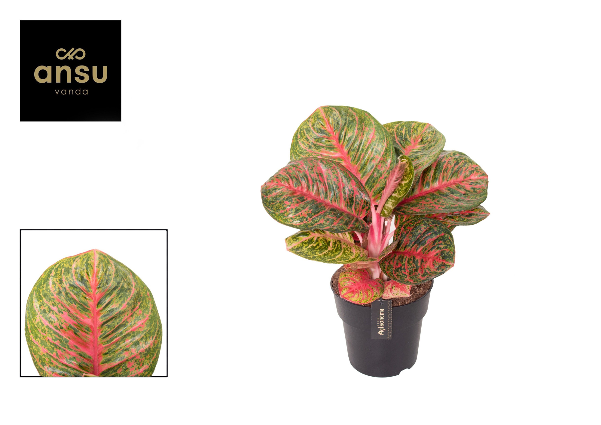 Aglaonema Red Balloon, D 19 cm