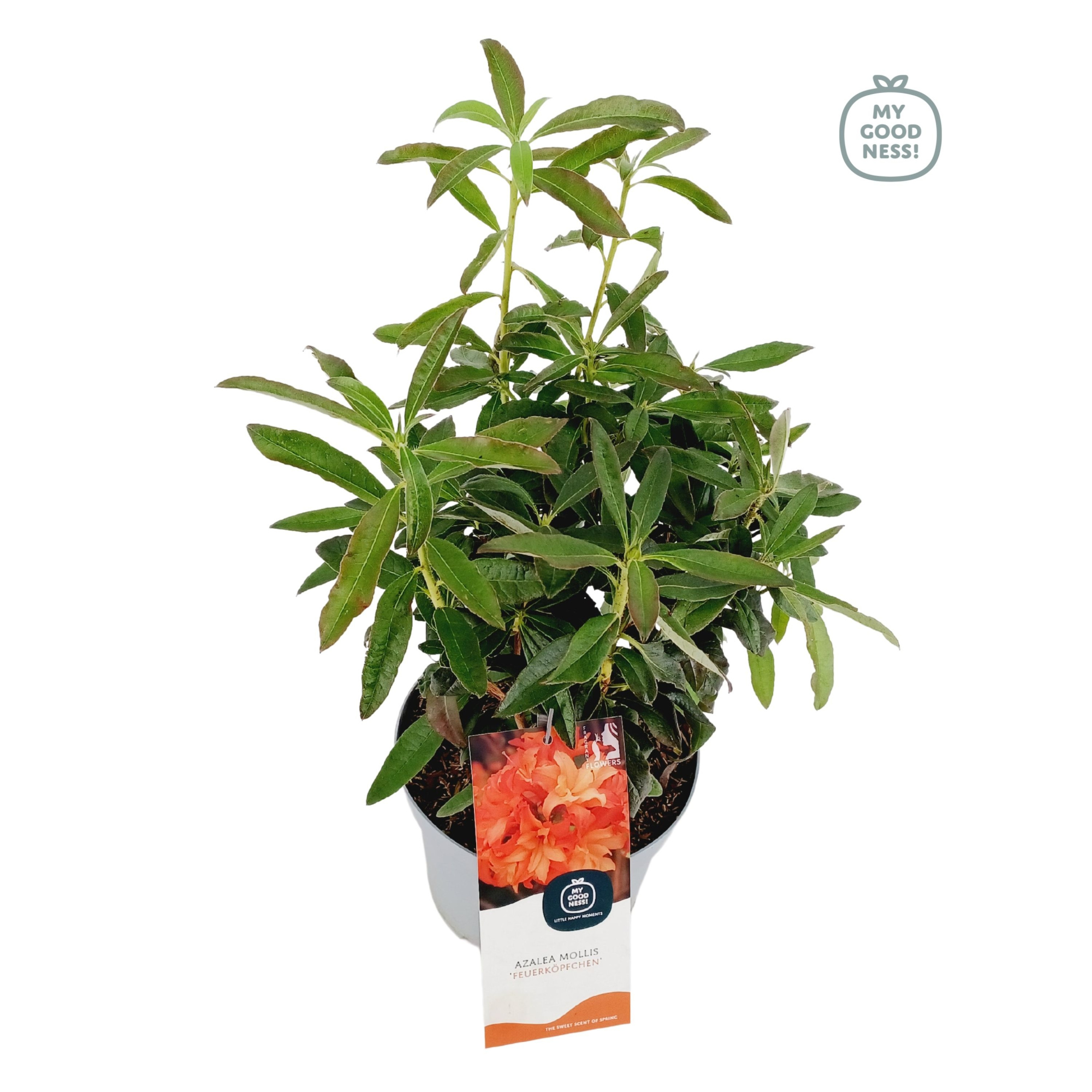 Azalea Mollis 40 /C5 'Feuerkopfchen', D 23 cm
