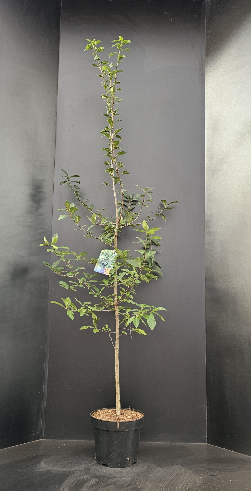 Mespilus germanica, D 29 cm