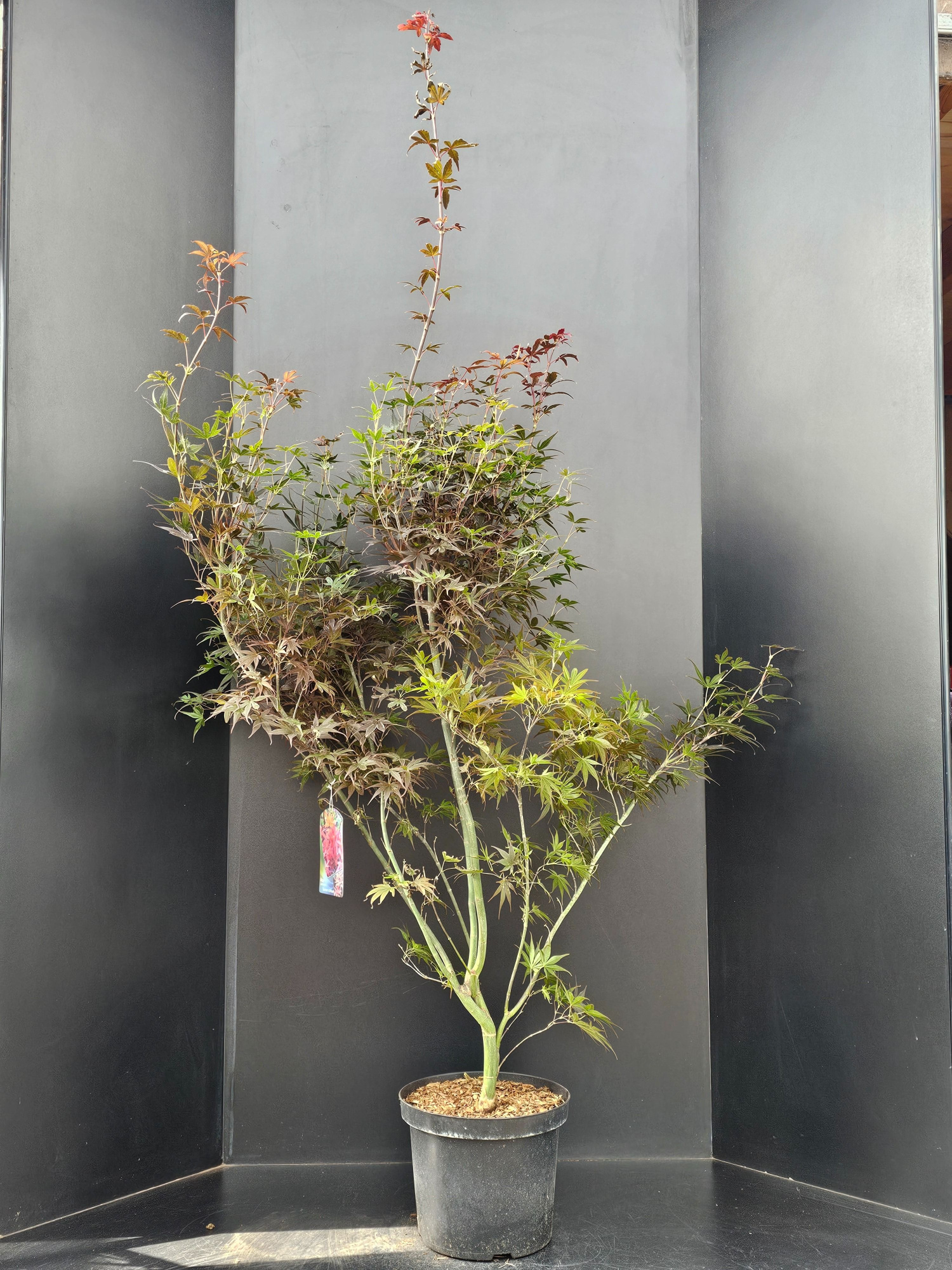 Acer palmatum Skeeters Broom, D 29 cm