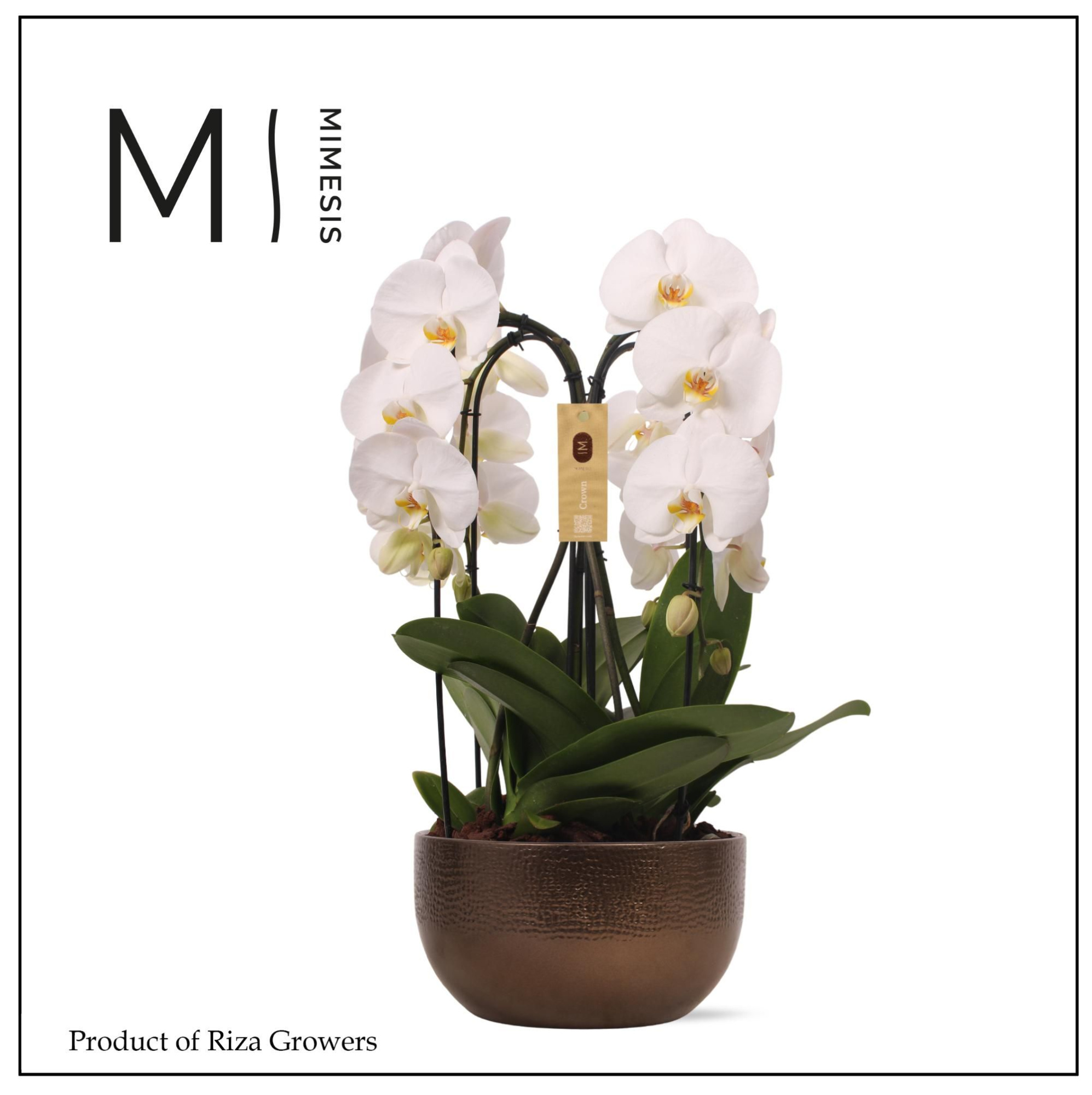 Mimesis Phal. Arrangement Crown White - 4 spike 26cm in Saskia Bronze ceramic, D 26 cm