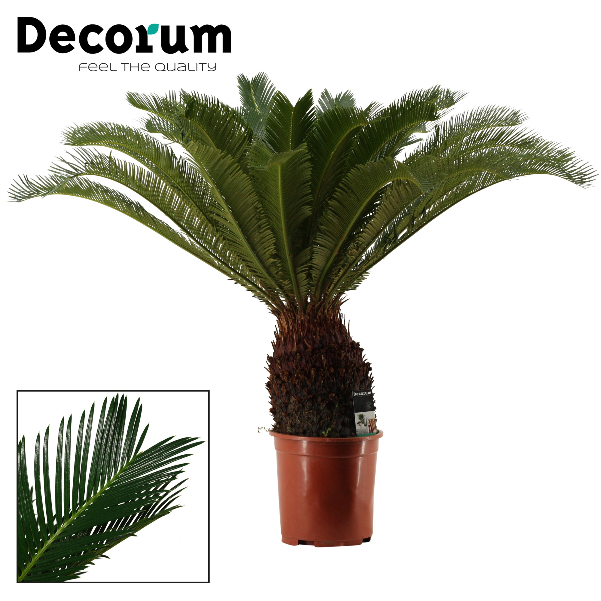 Cycas Revoluta 27 cm Decorum, 18+ veren, D 27