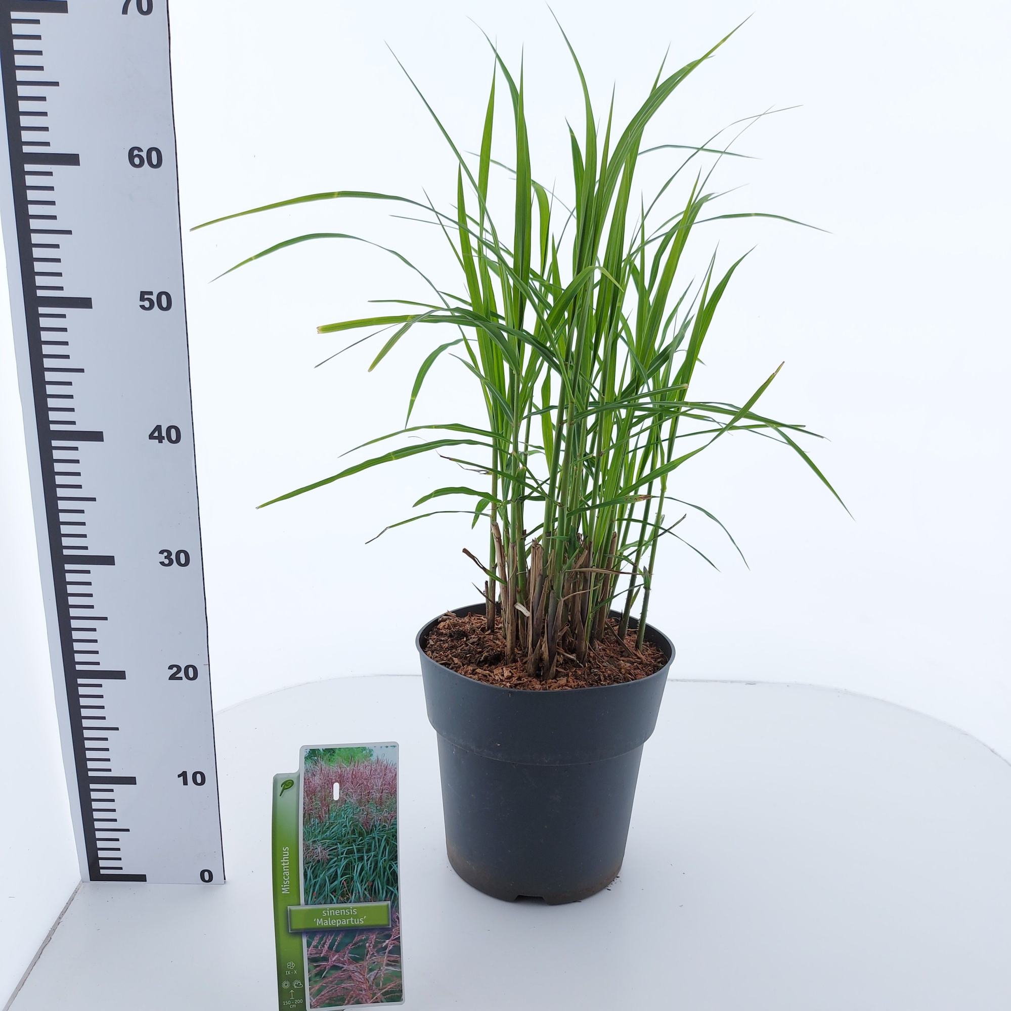 Miscanthus sin. 'Malepartus', D 23