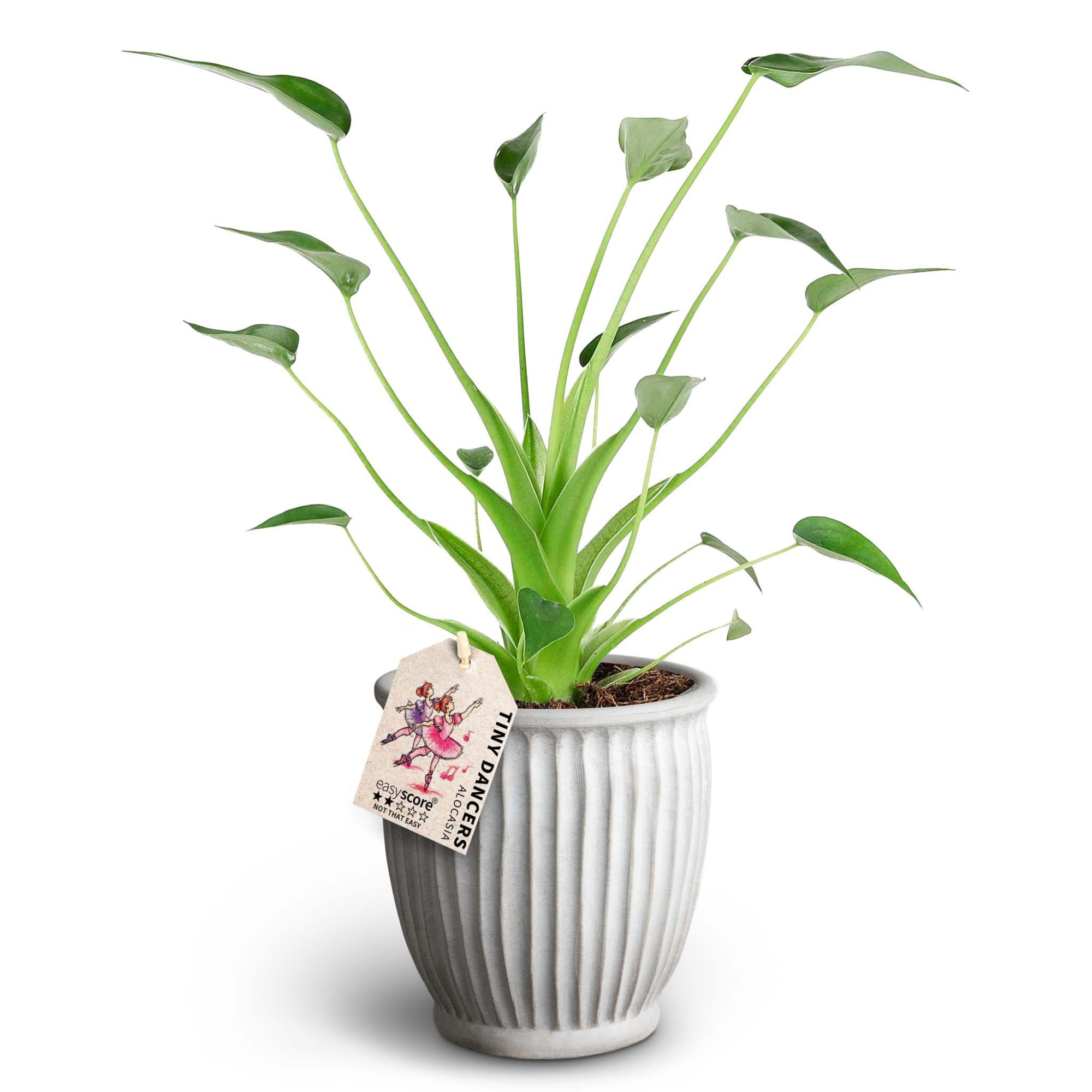 Athena Sand, Alocasia ´Tiny Dancers´ ®, D 12 cm