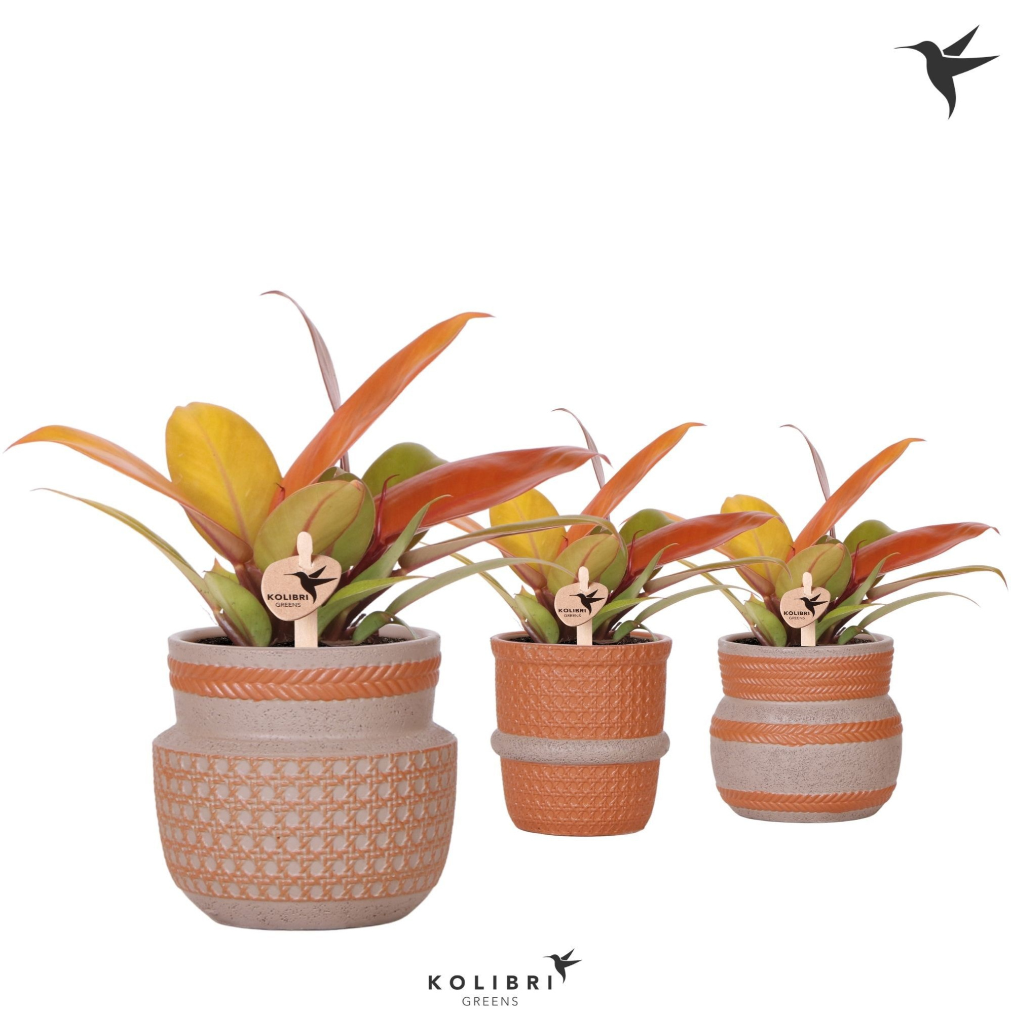 Kolibri Greens Philodendron Ruby red in Ethnic pot terracotta mix, D 9