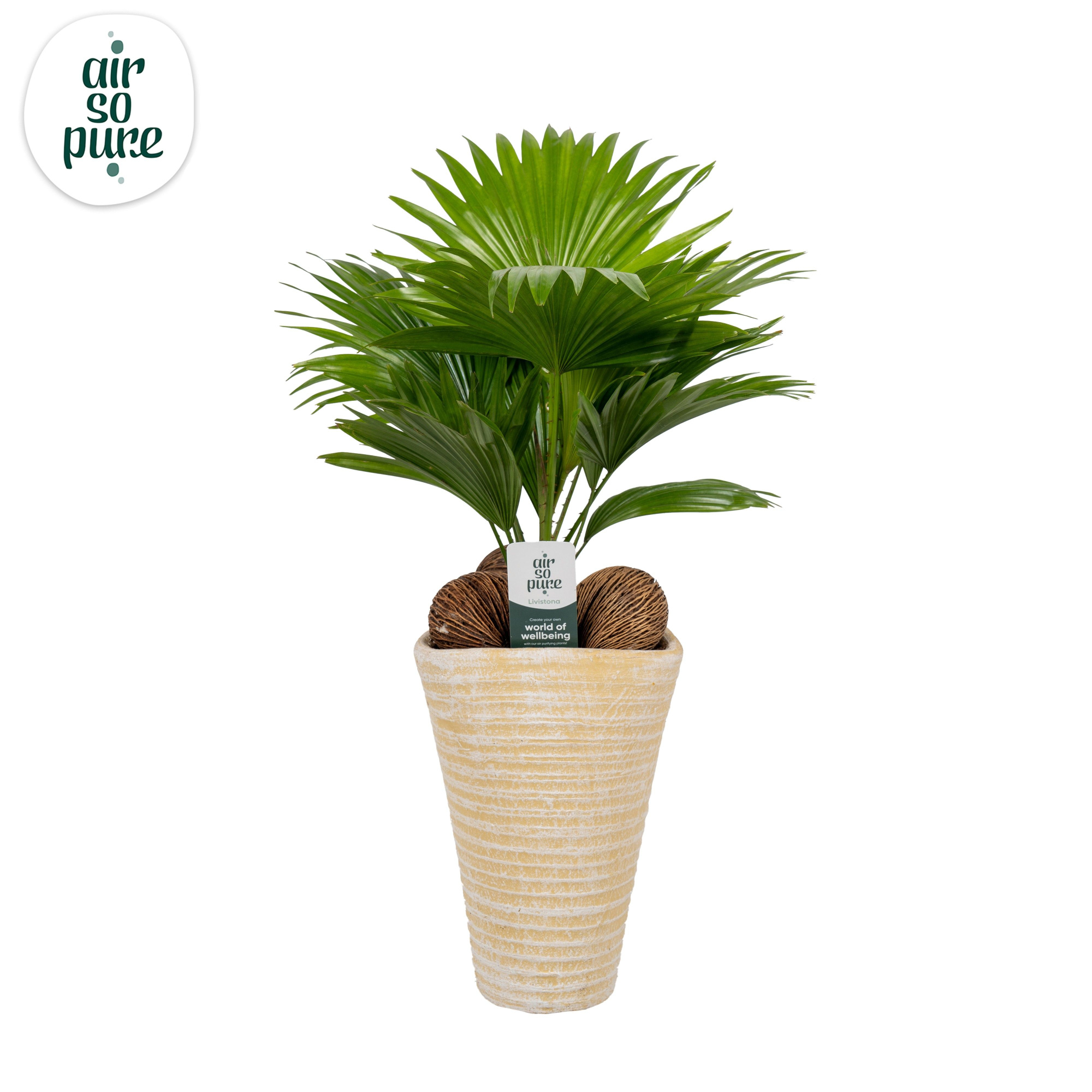 Livistona rotundifolia11 s Asp Air So Pure creme, D 16 cm