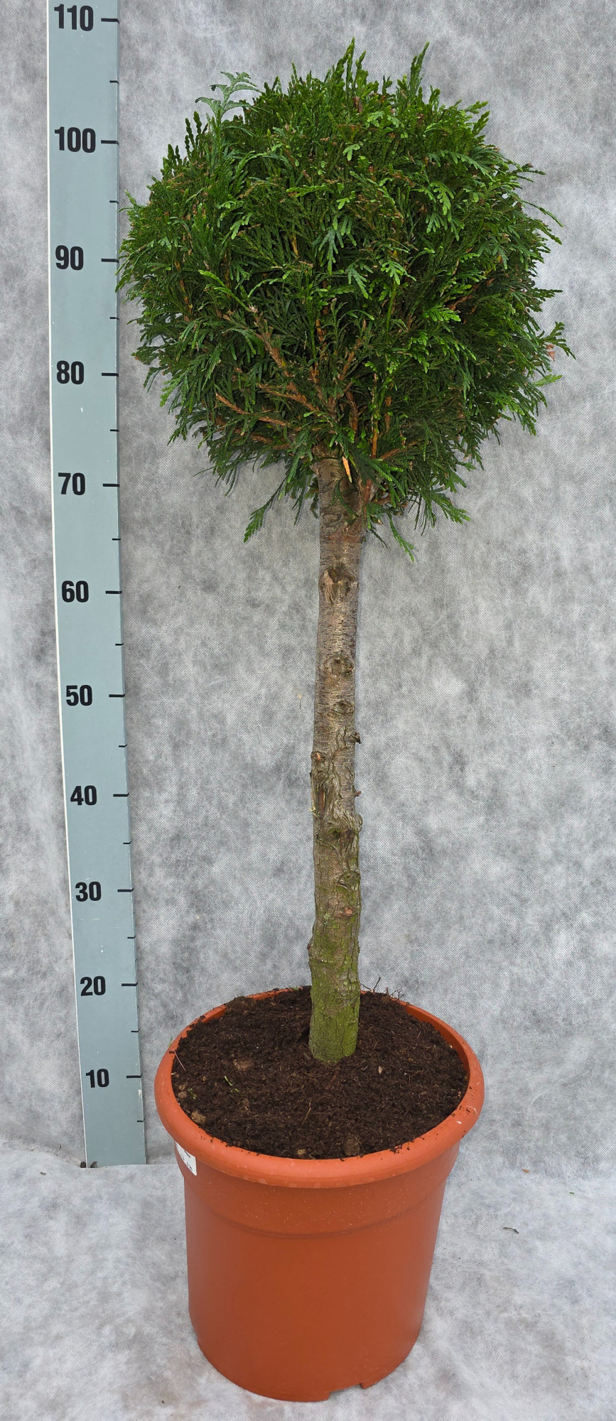 Thuja pl. Atrovirens 110 Op Stam, D 26