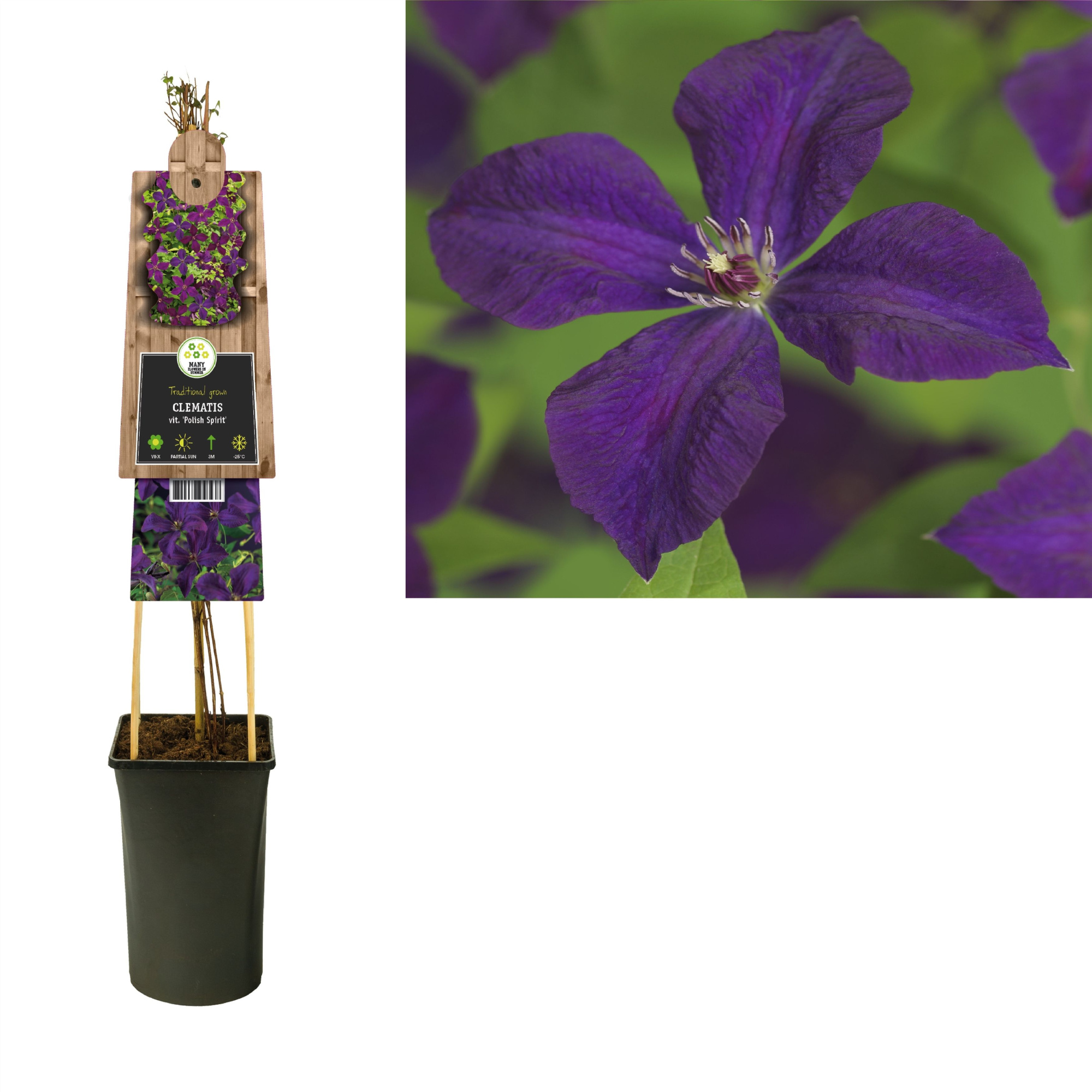 Clematis vit. 'Polish Spirit' +3.0 label, D 17