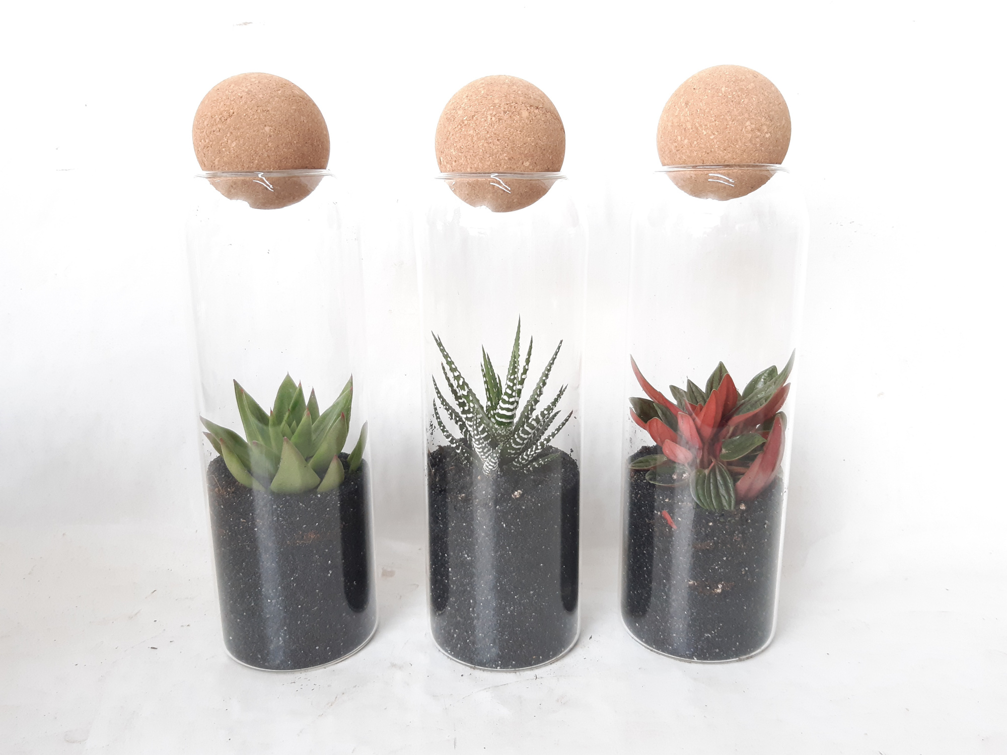 TVKB29 Glasvaasje + kurkbol H29 mini groenmix Black Sand, D 9 cm