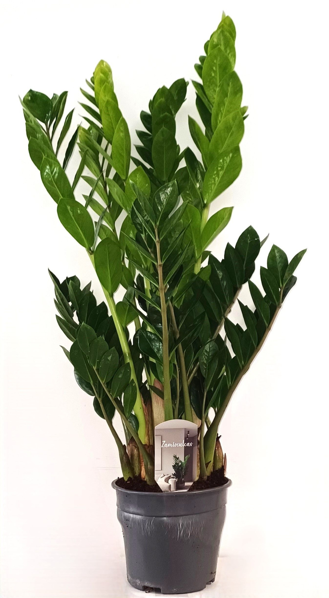 Zamioculcas 80 cm 8veren, D 19 cm