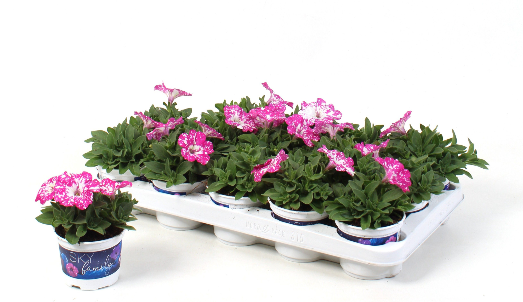 Petunia Pink Sky, D 10,5