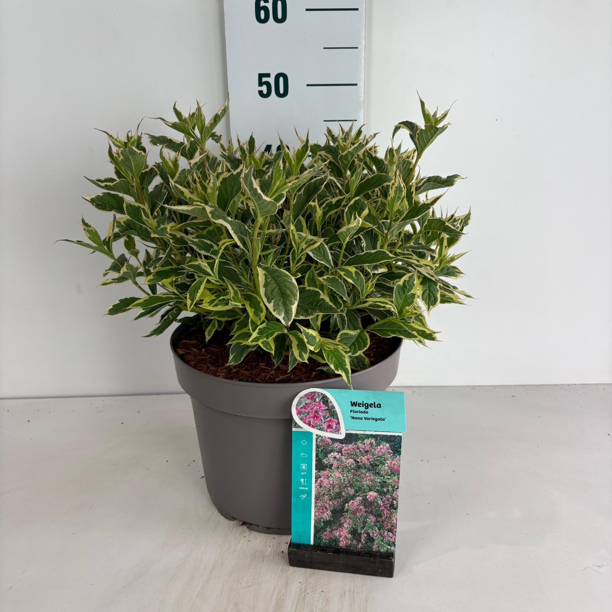 Weigela Nana Variegata, D 29 cm