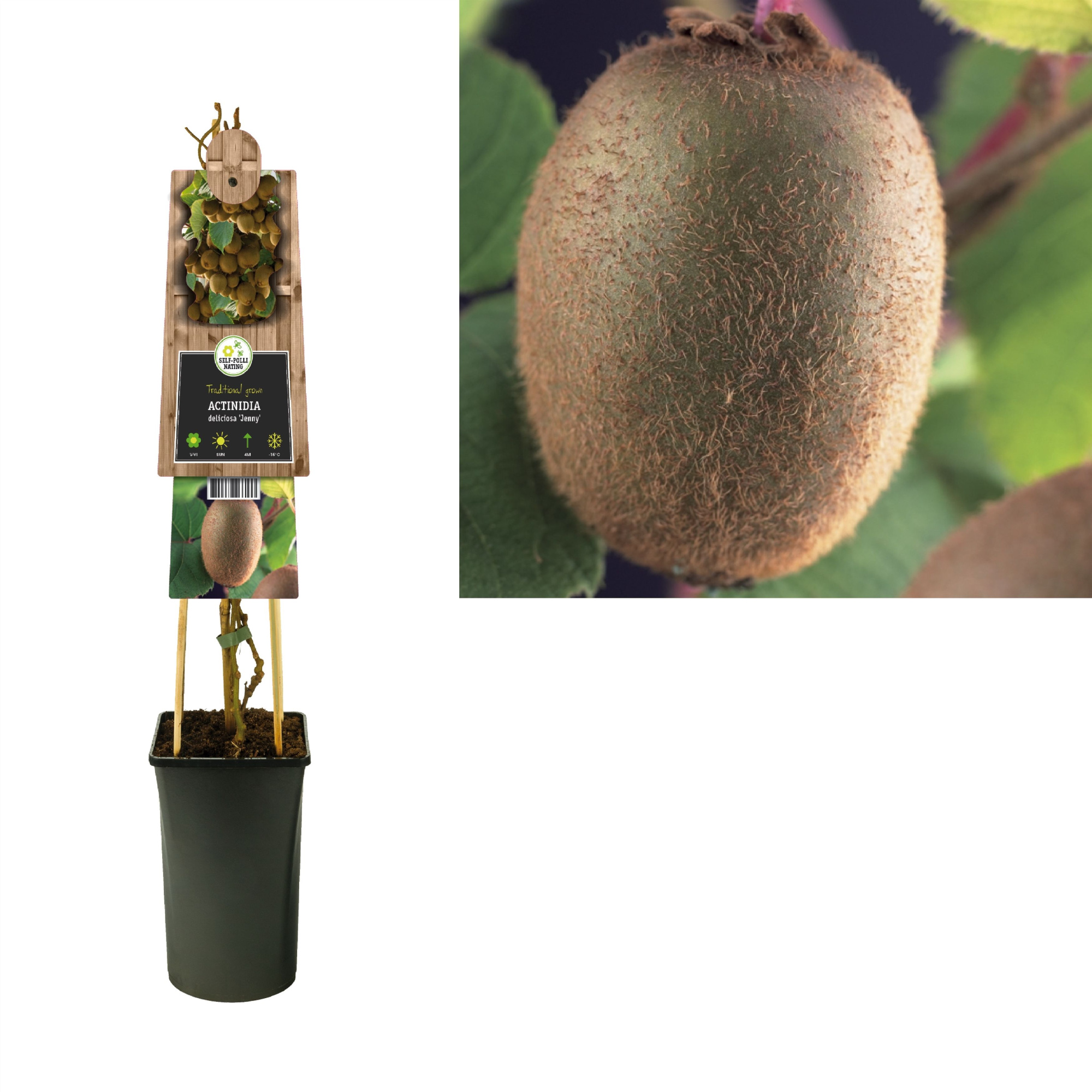 Actinidia deliciosa 'Jenny' +3.0 label, D 17 cm