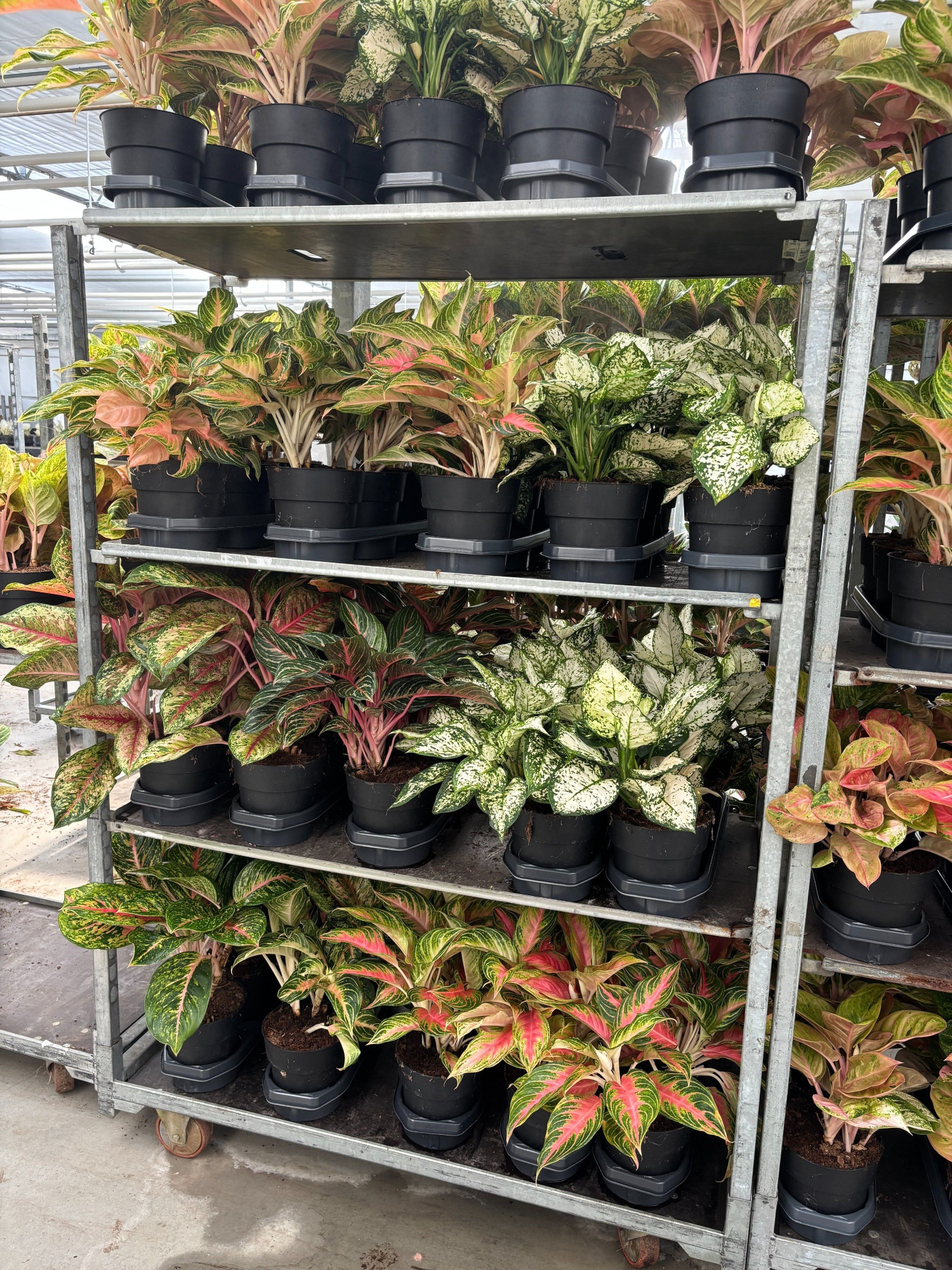 Aglaonema A2 Mix, D 19 cm