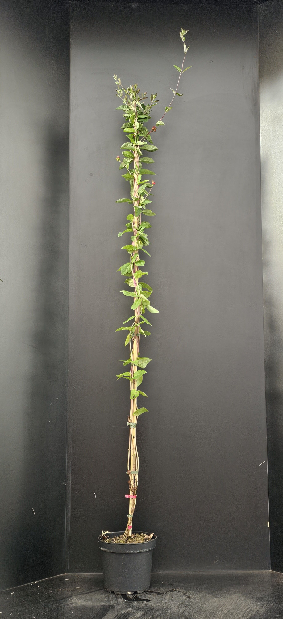 Lonicera periclymenum, D 26 cm