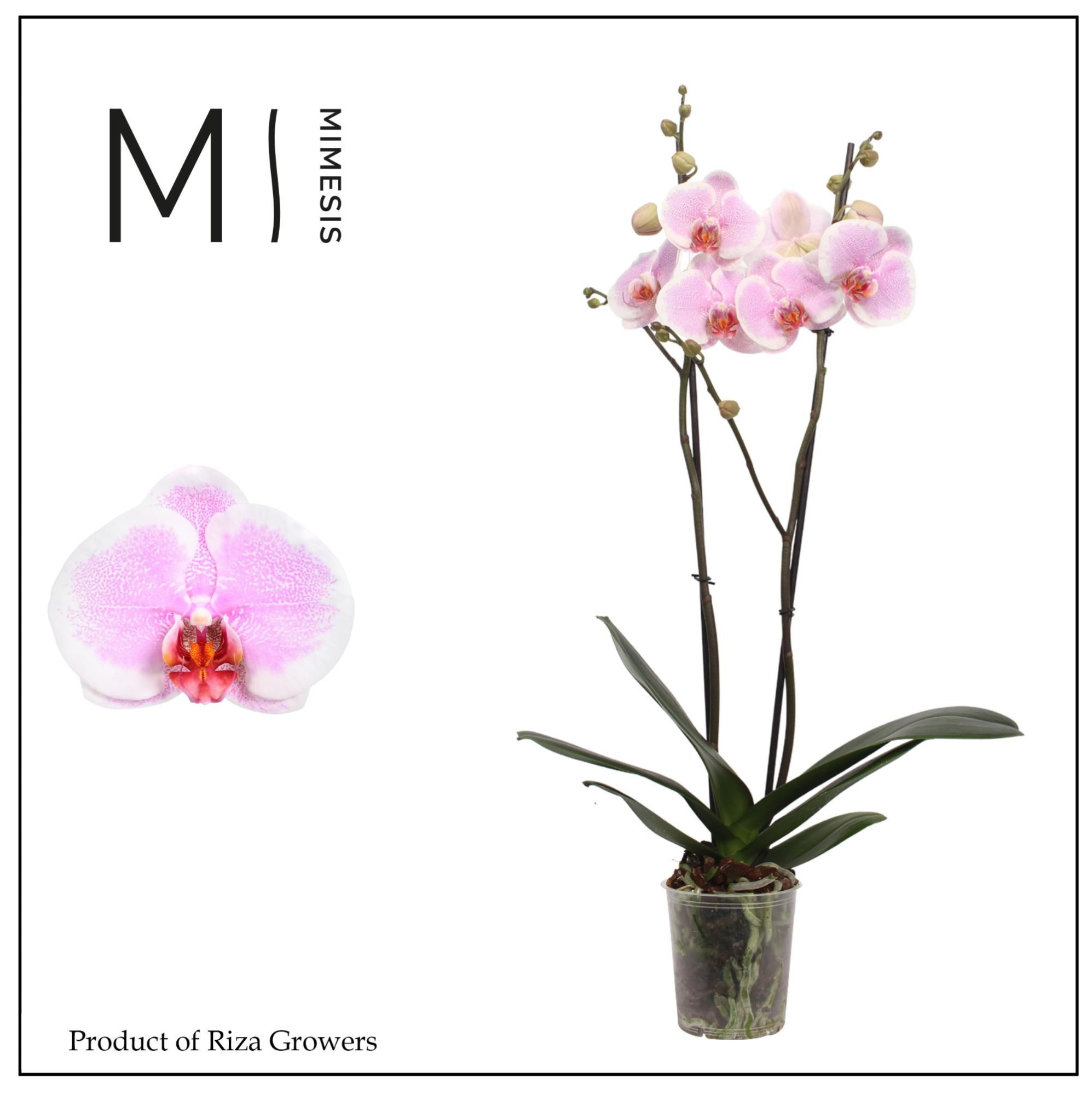 Phalaenopsis Romance 2 spike – 12cm | Mimesis, D 12 cm