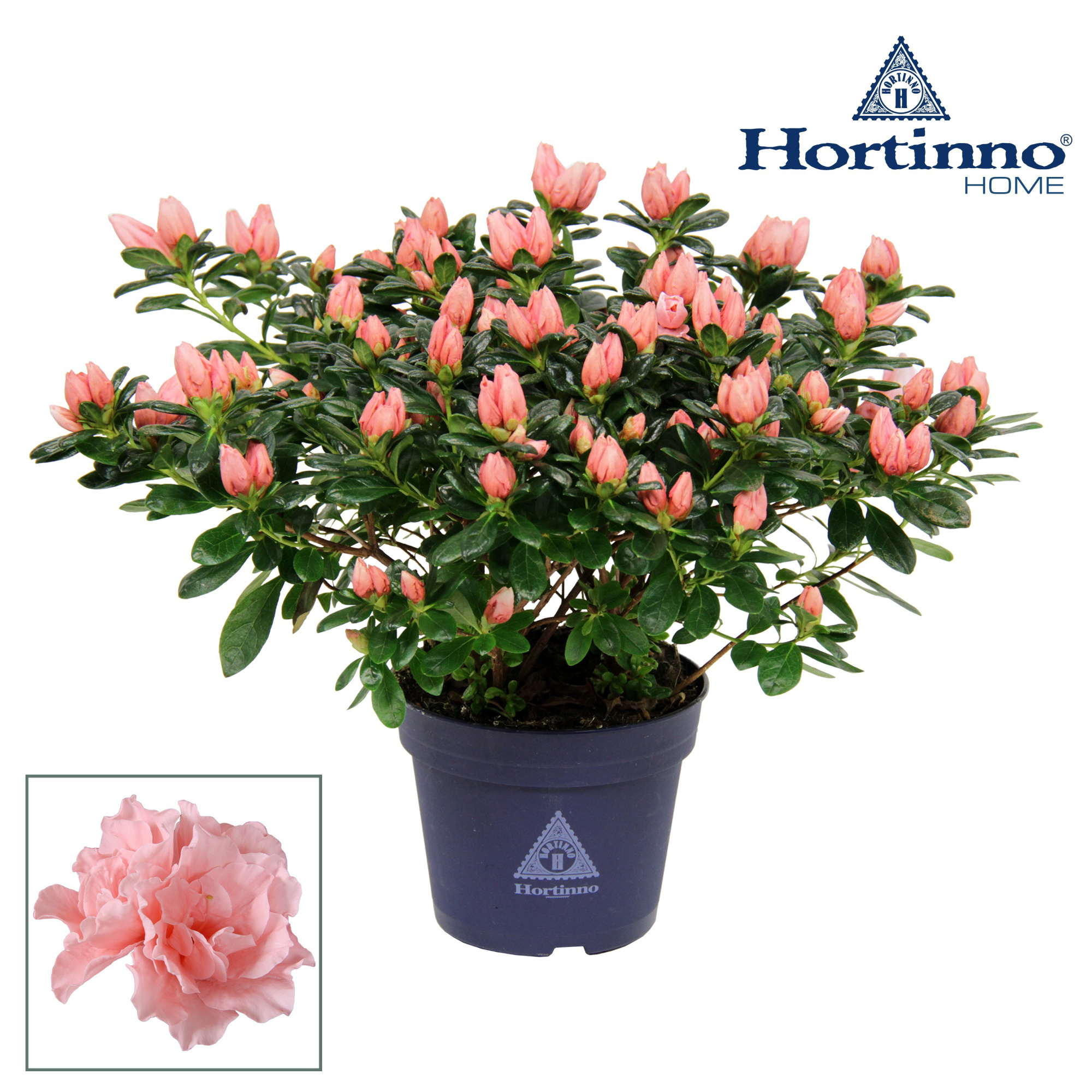 Hortinno® Home 'roos' 35 - 37 cm, D 15