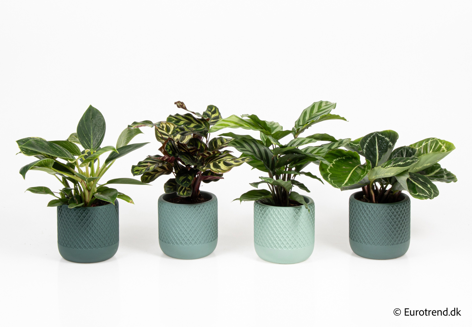 Calathea/Philodendron in New Look ceramic 2026, D 9