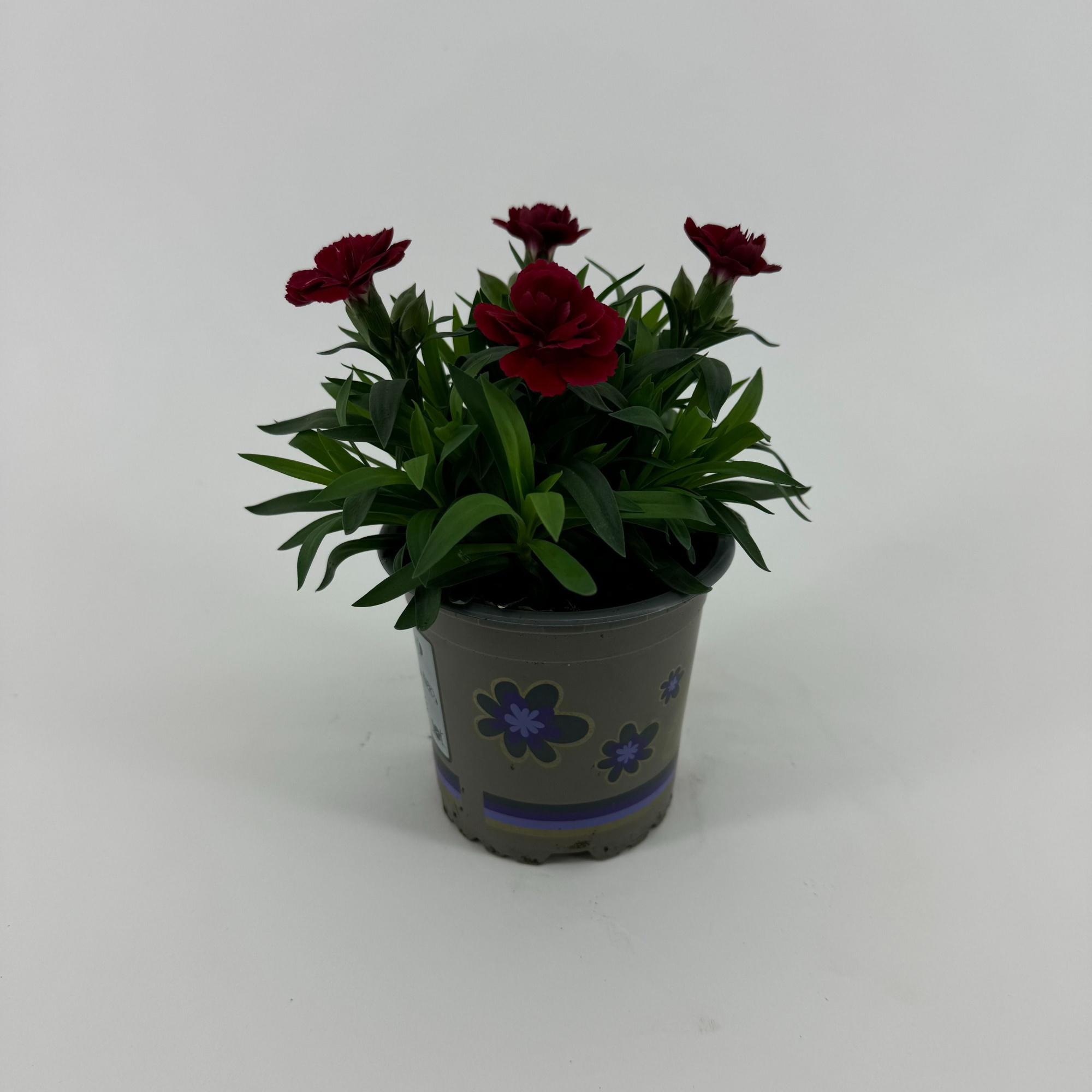 Dianthus 'Oscar' Cherry, D 11 cm