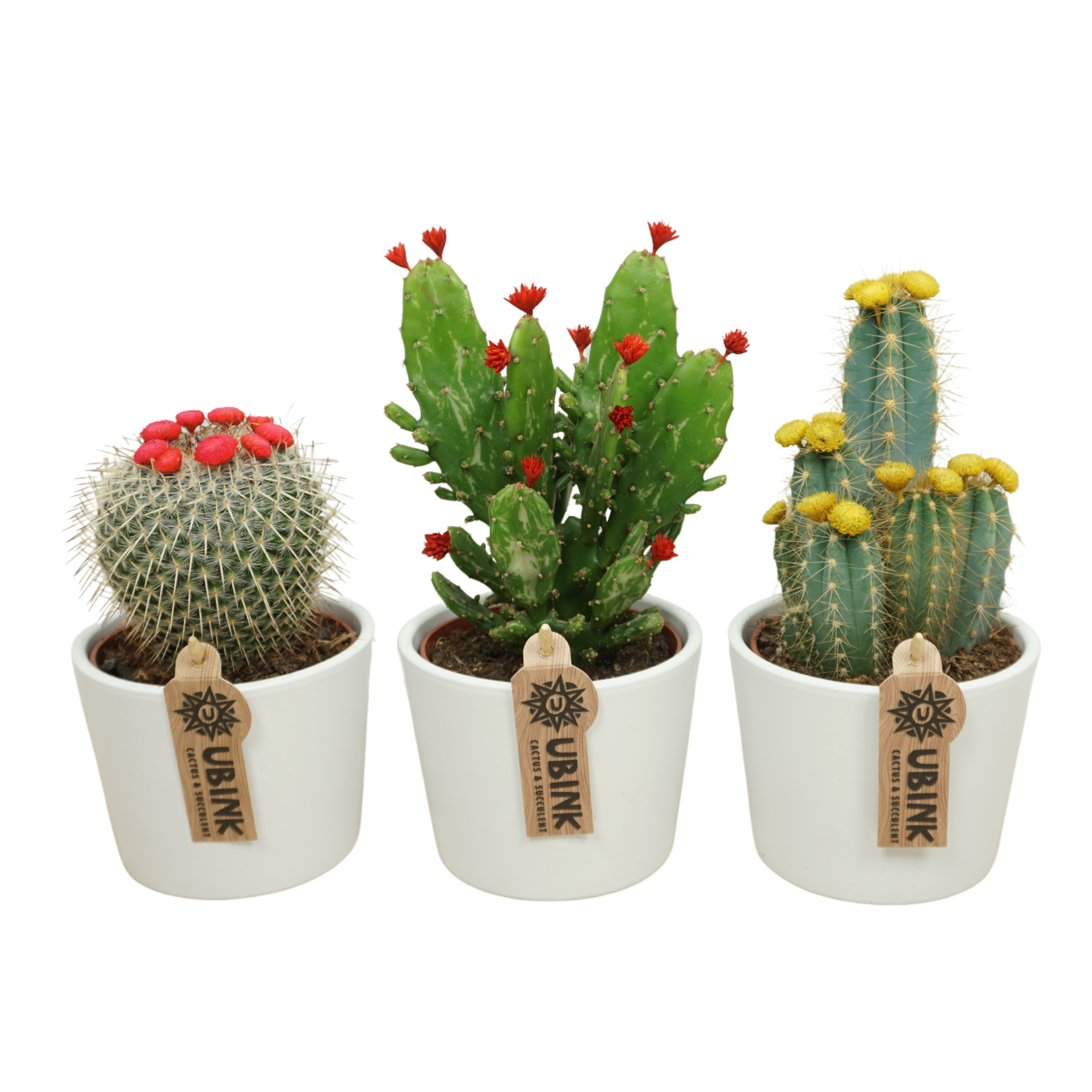 Cactus stro & plakbloem in 12 cm 'Witte Pot', D 10,5 cm