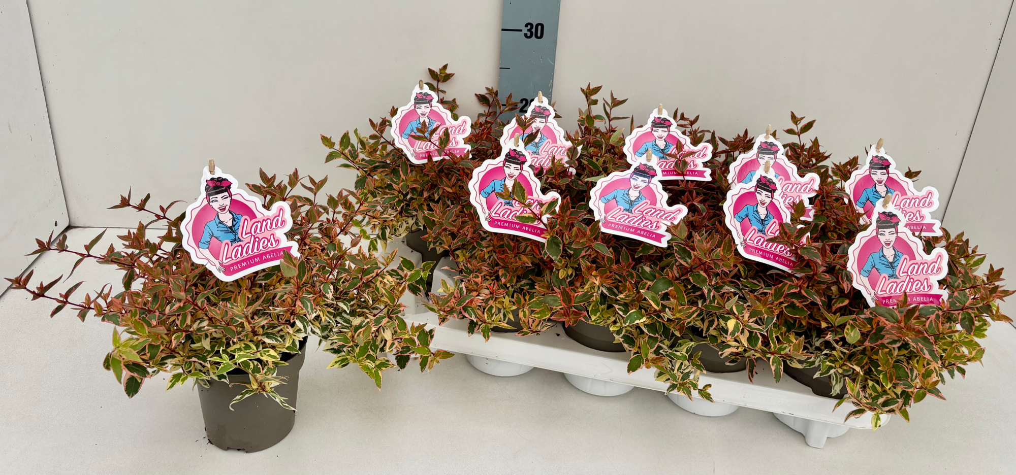 Abelia Lady Peach 11T, D 11 cm