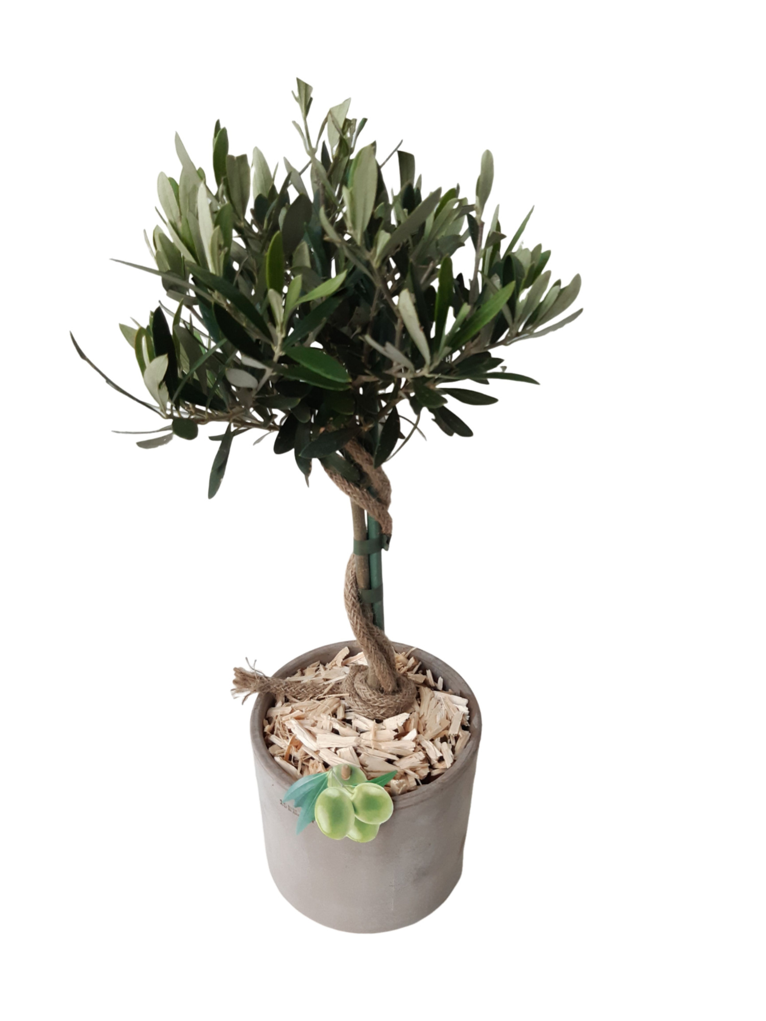 BPC16OC45 Cilinder betonpot grijs Olea Europaea OC45, D 16 cm