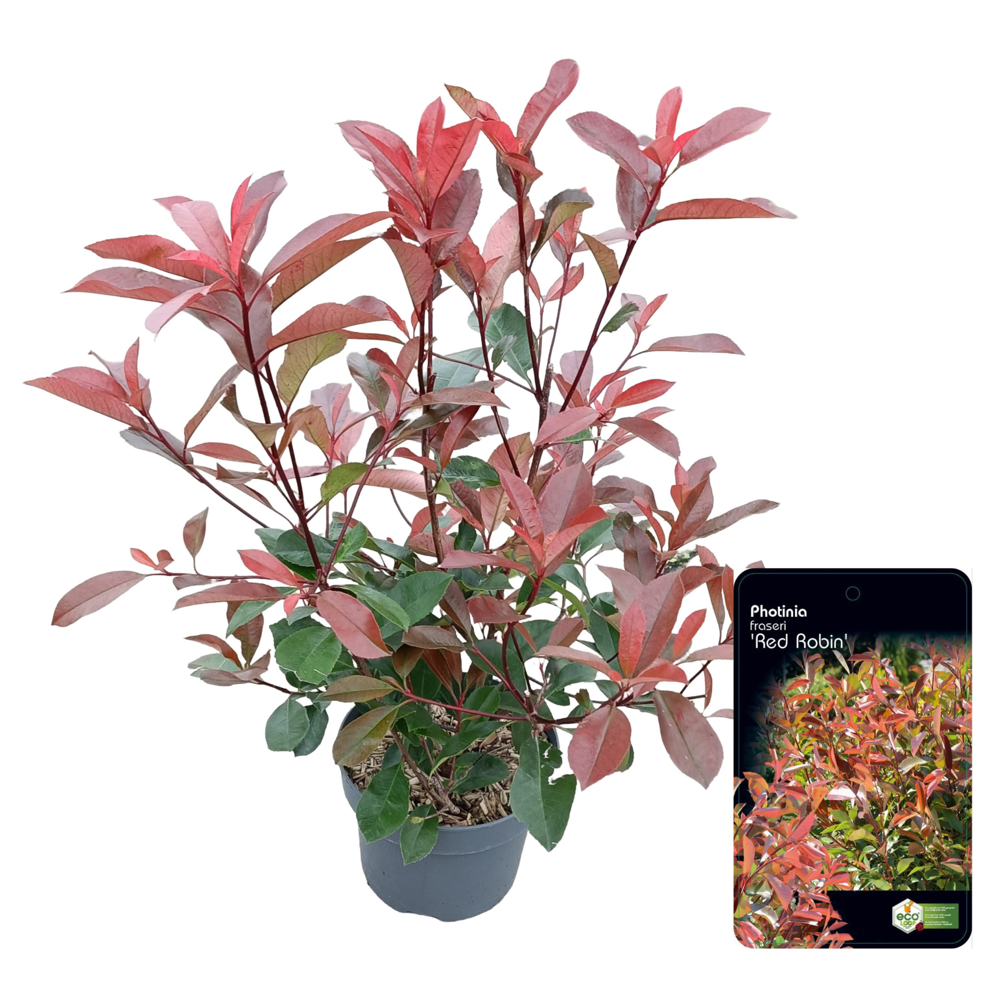 Photinia fraseri 'Red Robin' C5, D 23 cm