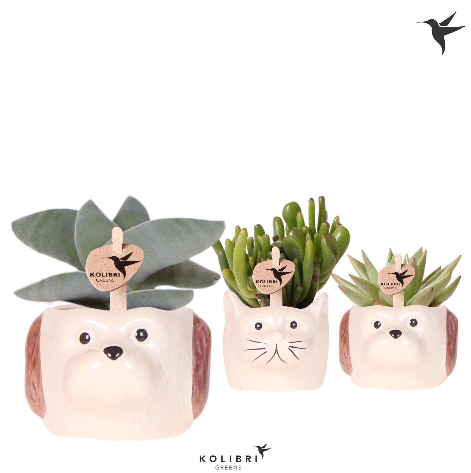 Kolibri Greens Succulenten mix in Cat & Dog pot mix, D 6 cm