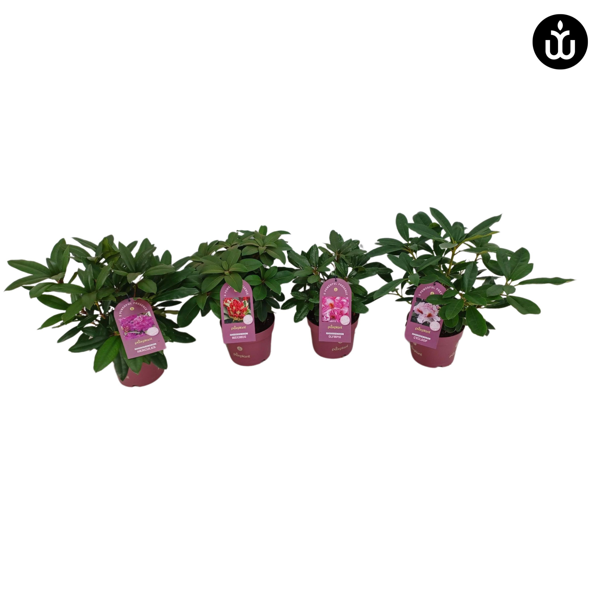 Rhododendron Powerplant 30-35 /2 liter 'Mix, D 17 cm