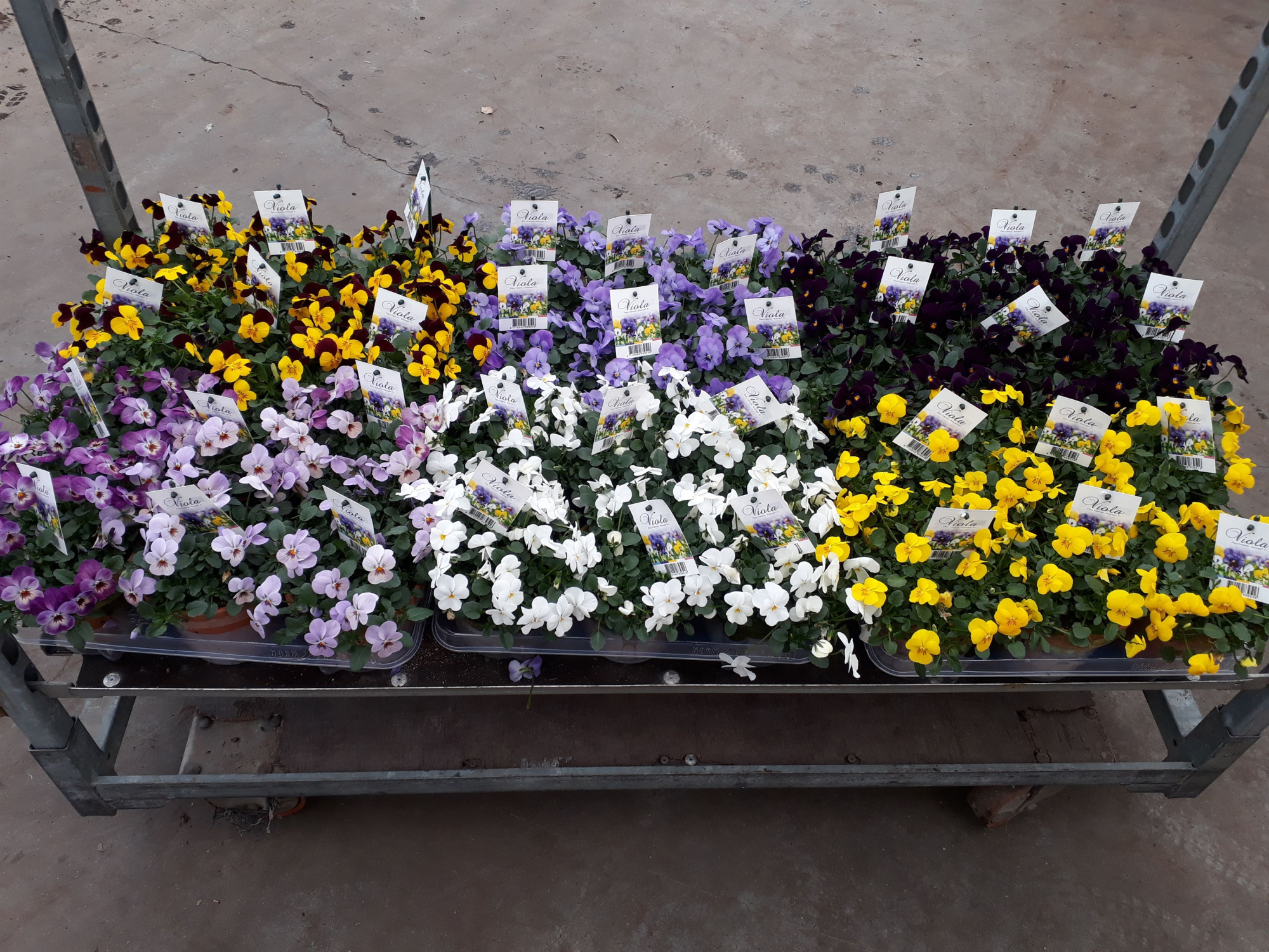 Viola mixlaag Endurio F1 in p13 stenen pot, D 13