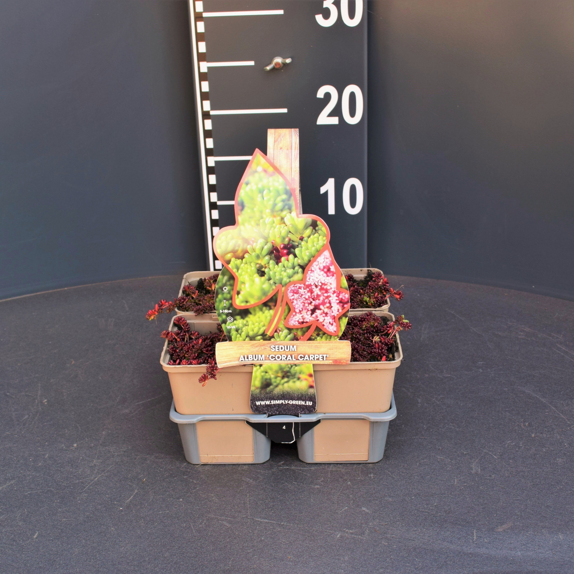 Sedum album Coral Carpet (4-pack), D 9 cm
