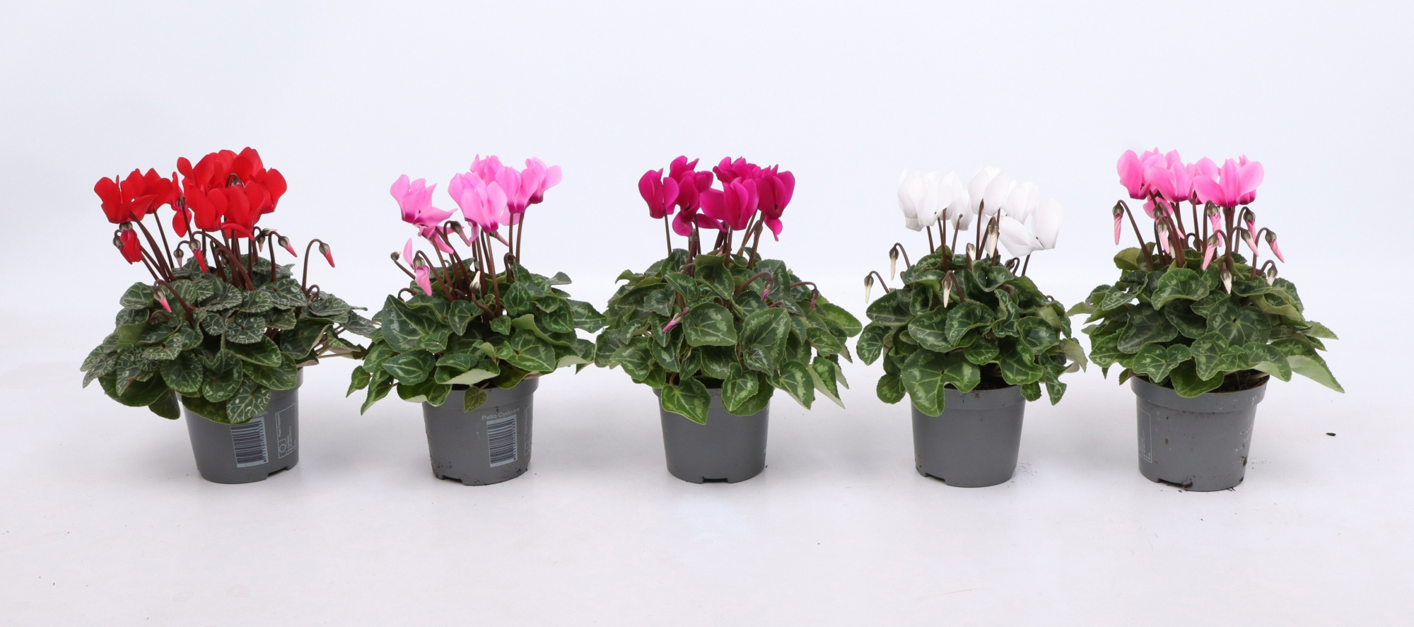 Cyclamen Macaron mix 9 cm, D 9 cm