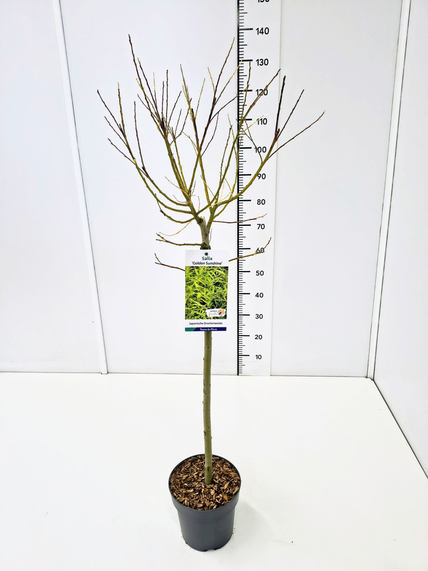 Salix sach. 'Golden Sunshine' ® 60CMSTC4, D 21