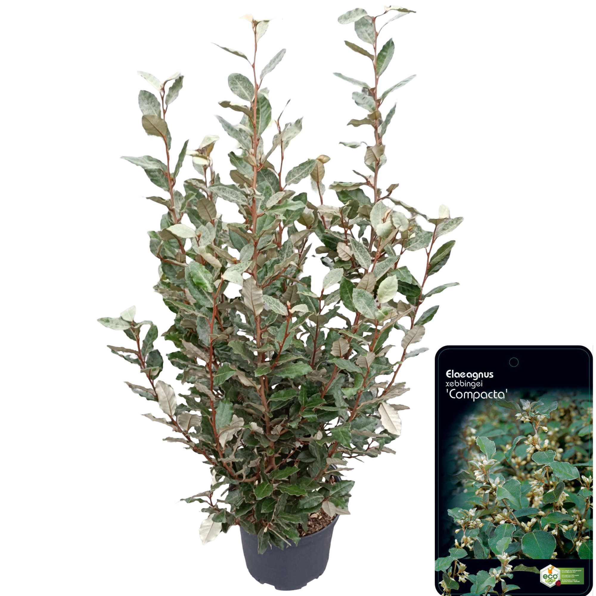 Elaeagnus ebbingei 'Compacta' C10, D 28