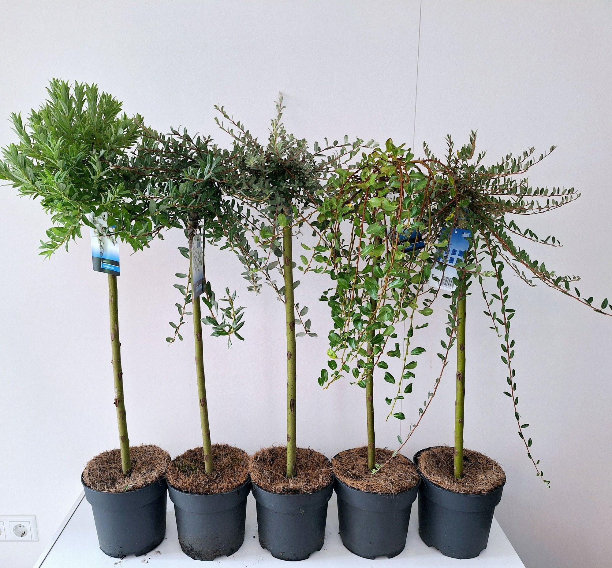 Salix mix stam 60 - 2 tot 6 soorten, D 19 cm