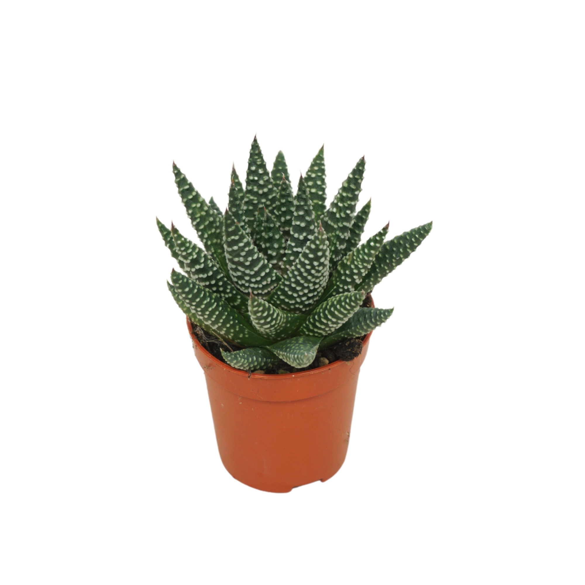 Haworthia 'royal albert' 5,5 cm, D 5,5 cm