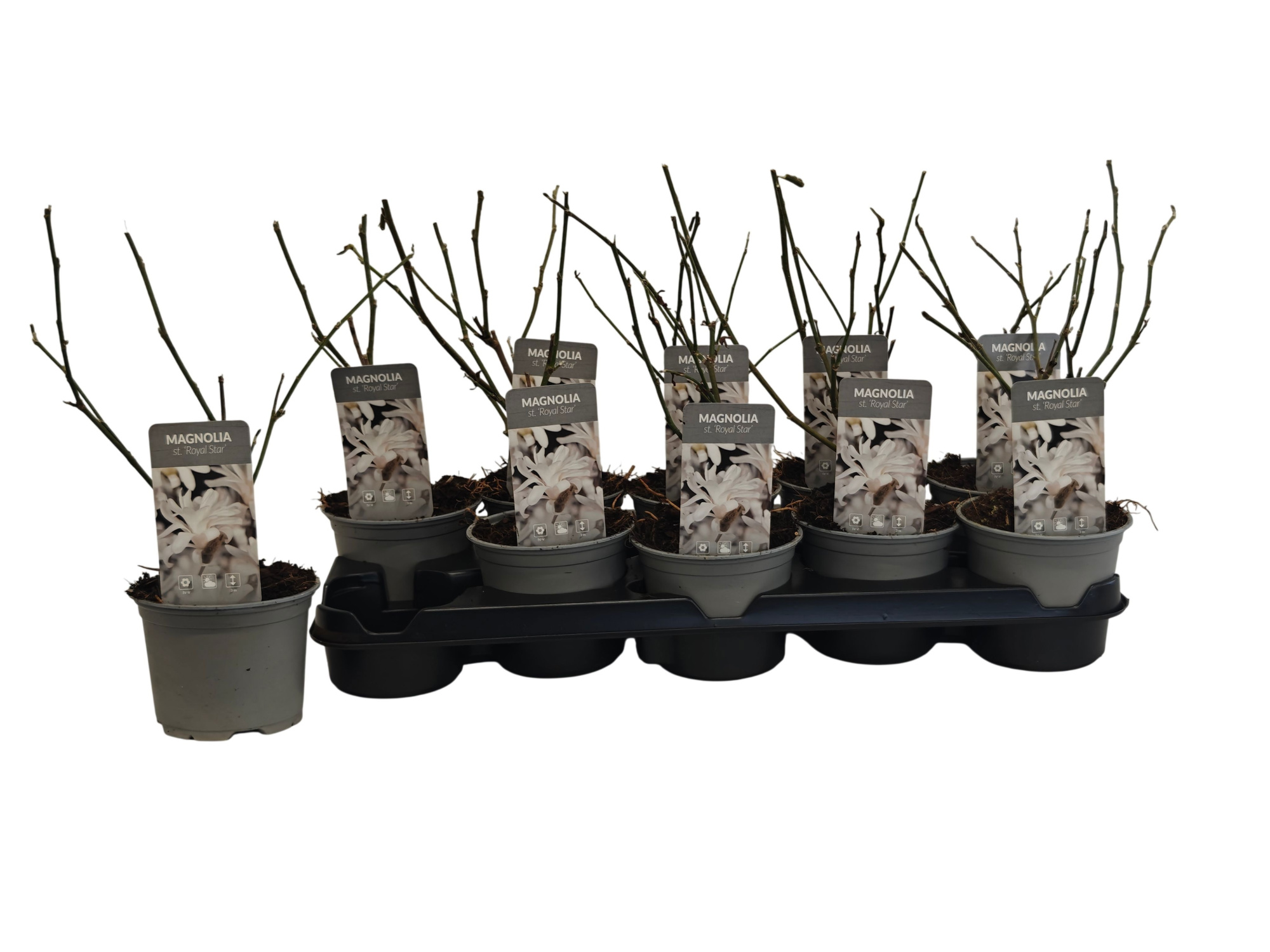 Magnolia Royal Star P12, D 12
